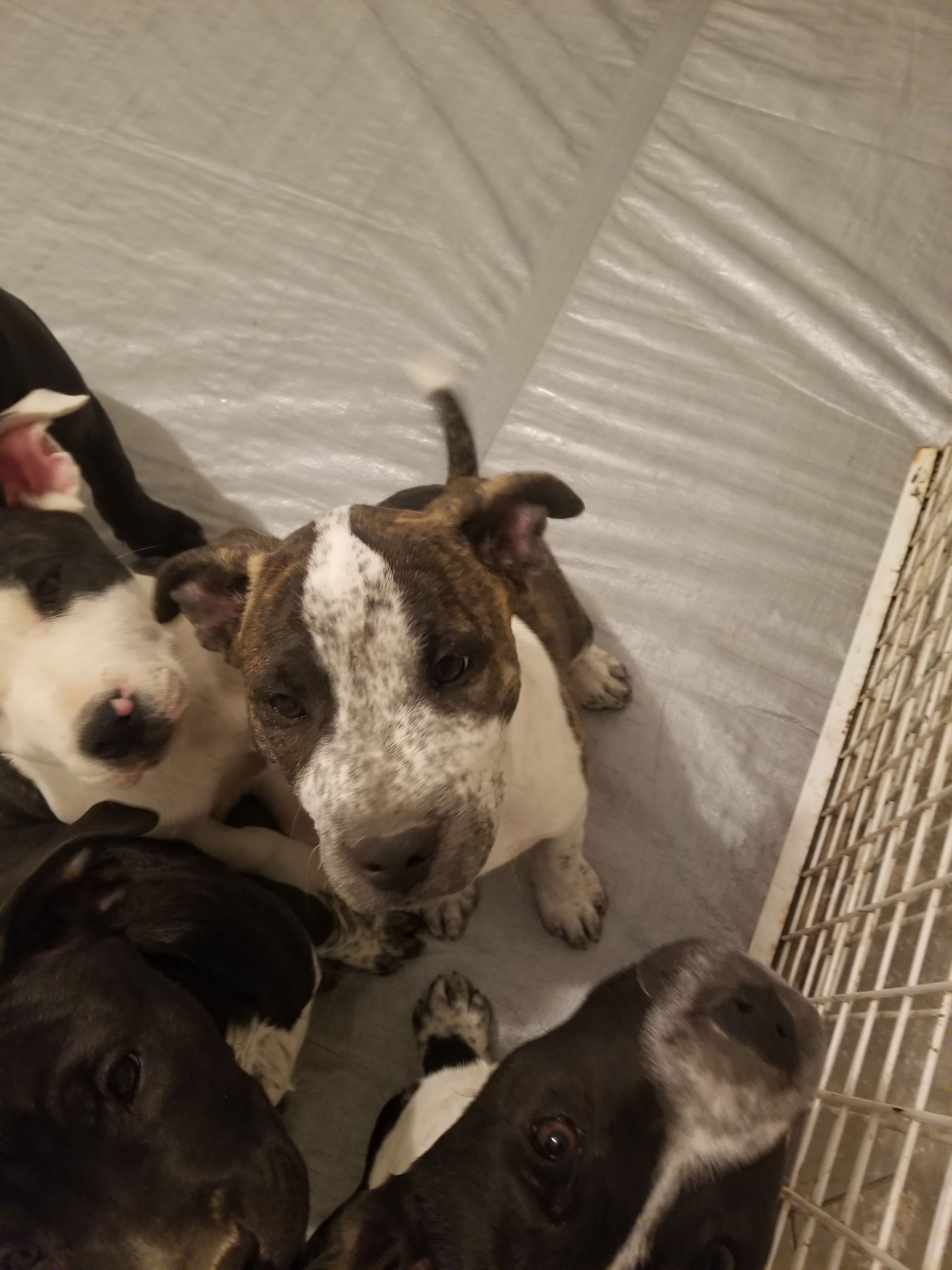 Penny – Australian Cattle Dog, American Pit Bull Terrier puppy for sale in Joshua Tree, CA