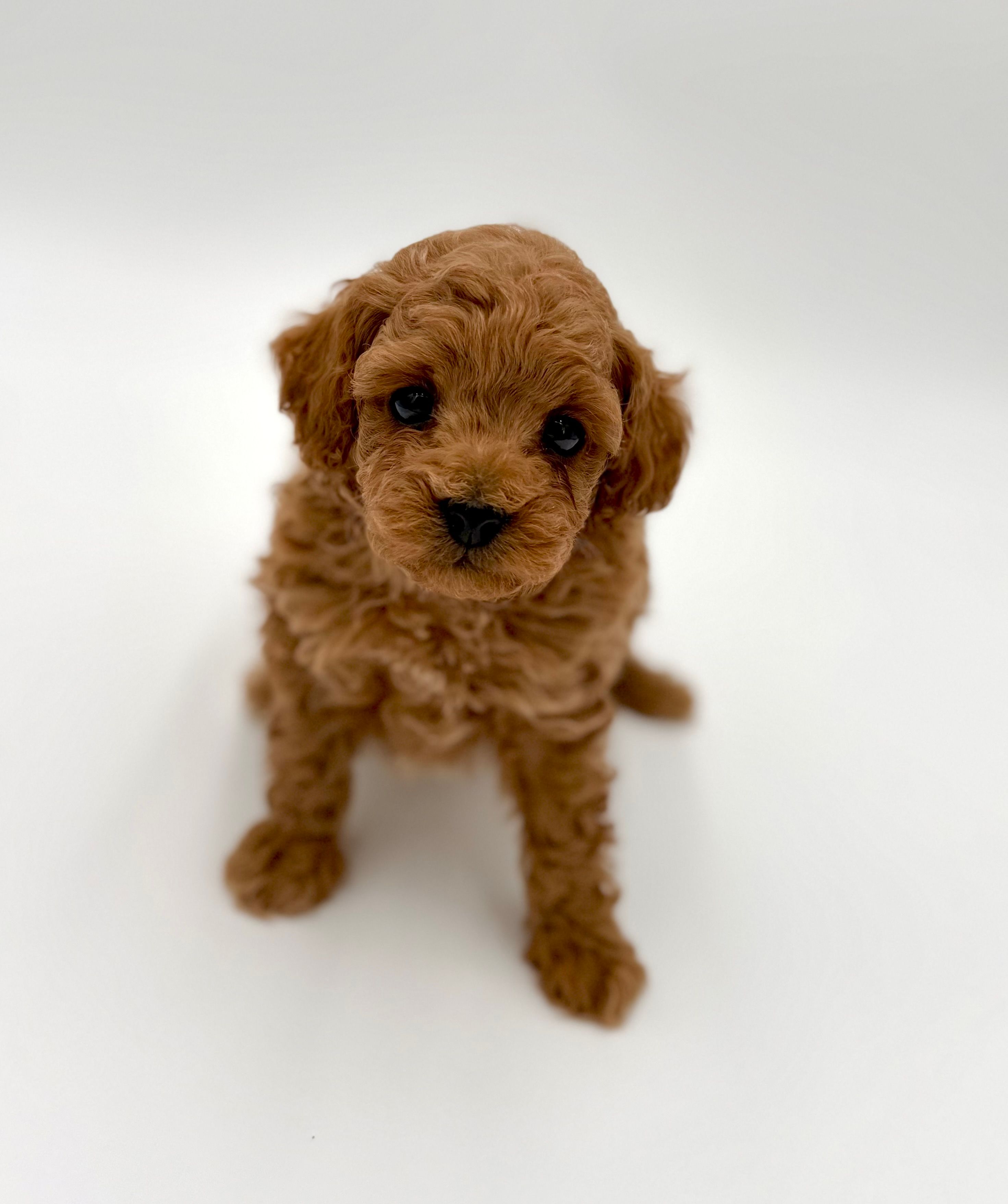 Copper – Poodle - Toy  puppy for sale in Rougemont, NC