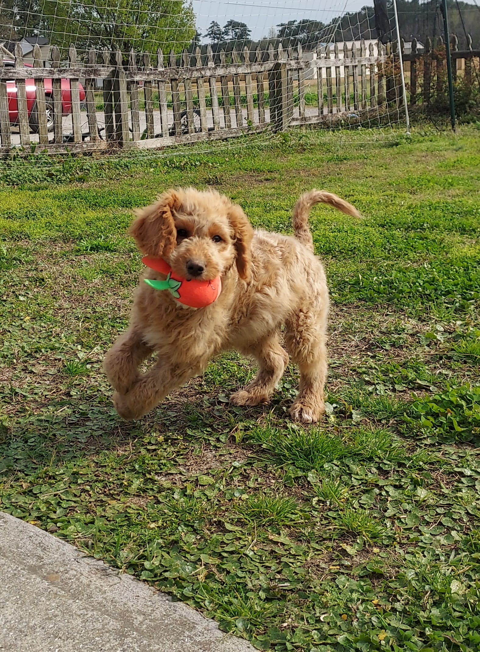 Mini Labradoodles (red) – Labradoodle puppy for sale in Jacksonville, NC