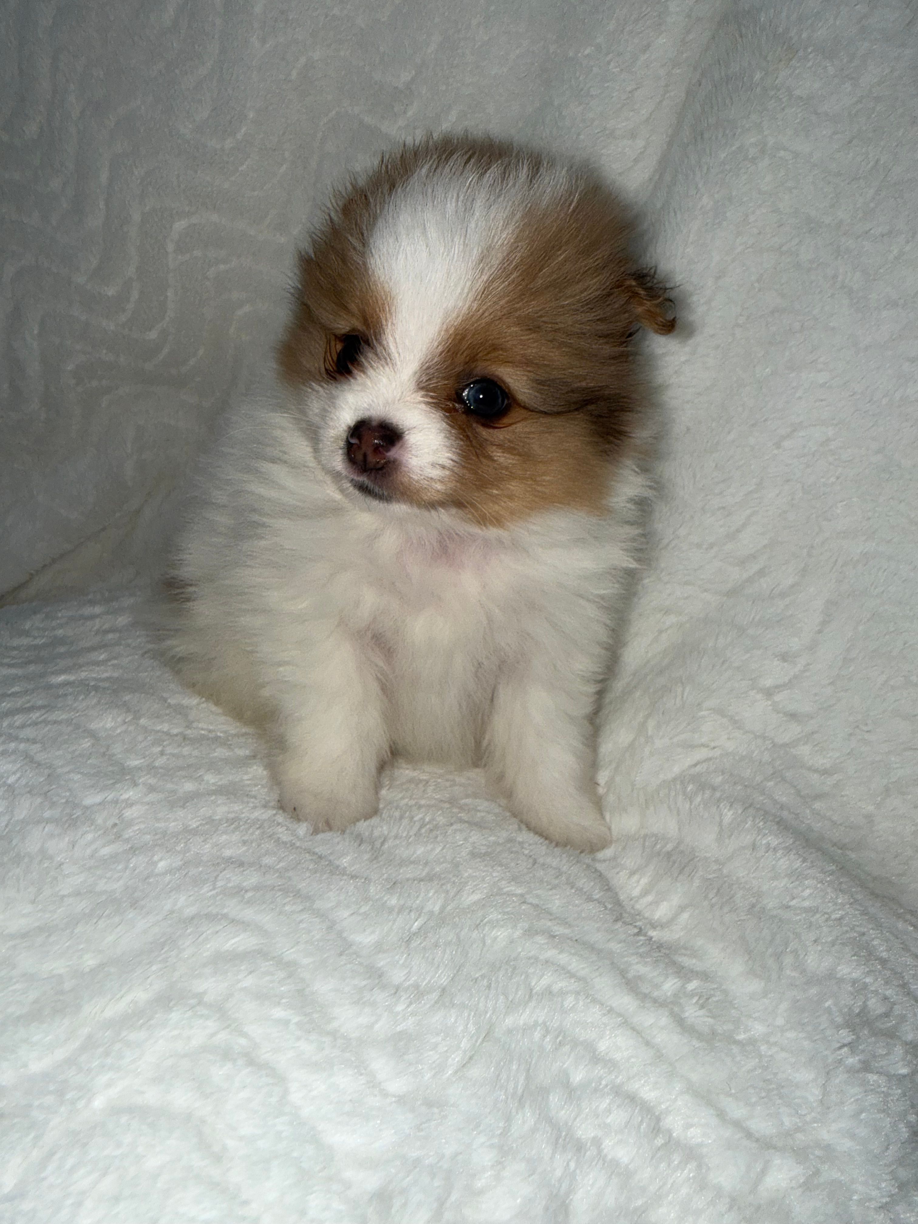 Dahlia – Pomeranian puppy for sale in Liberty, MO