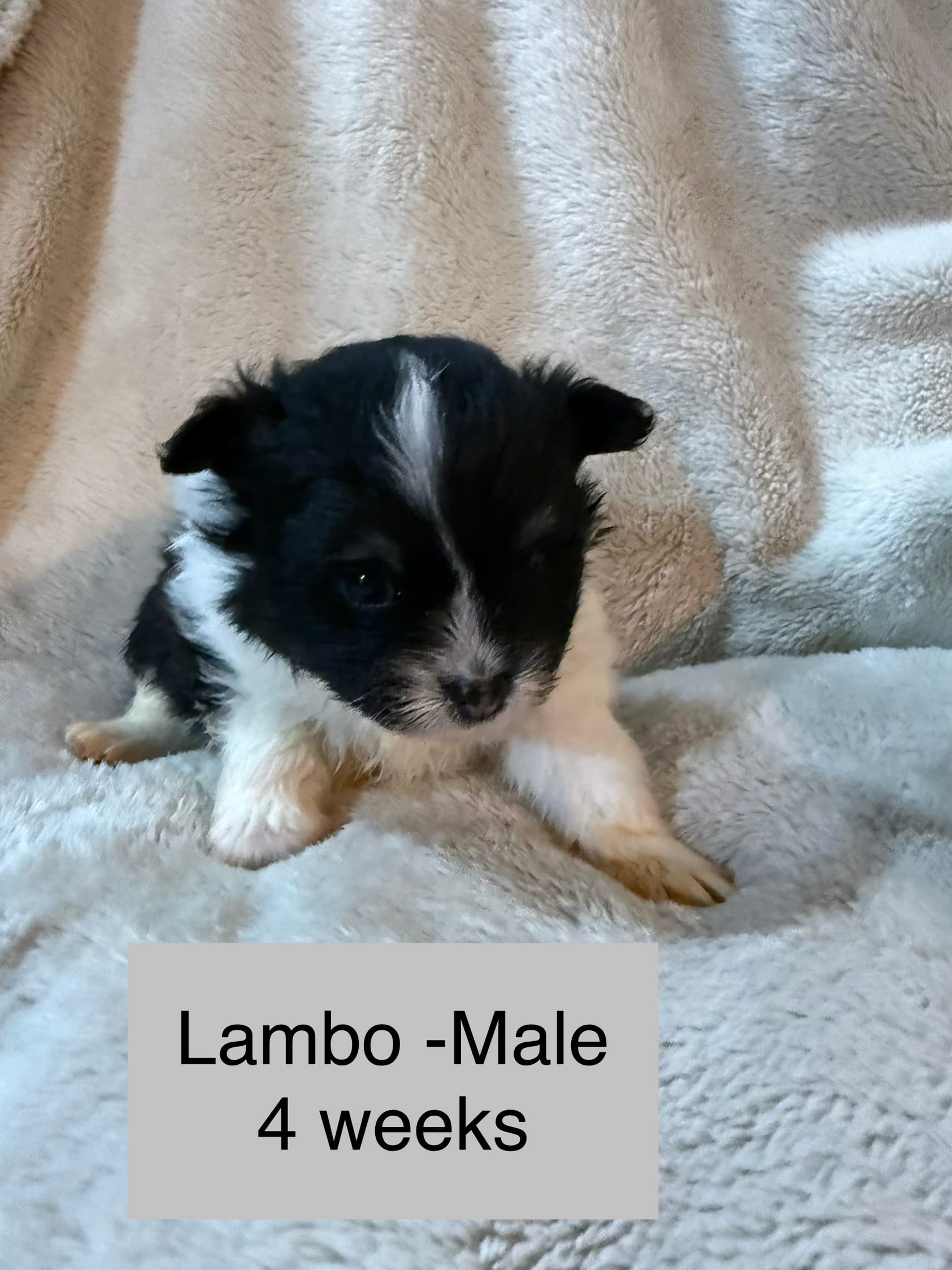 Lambo – Pomeranian puppy for sale in Liberty, MO