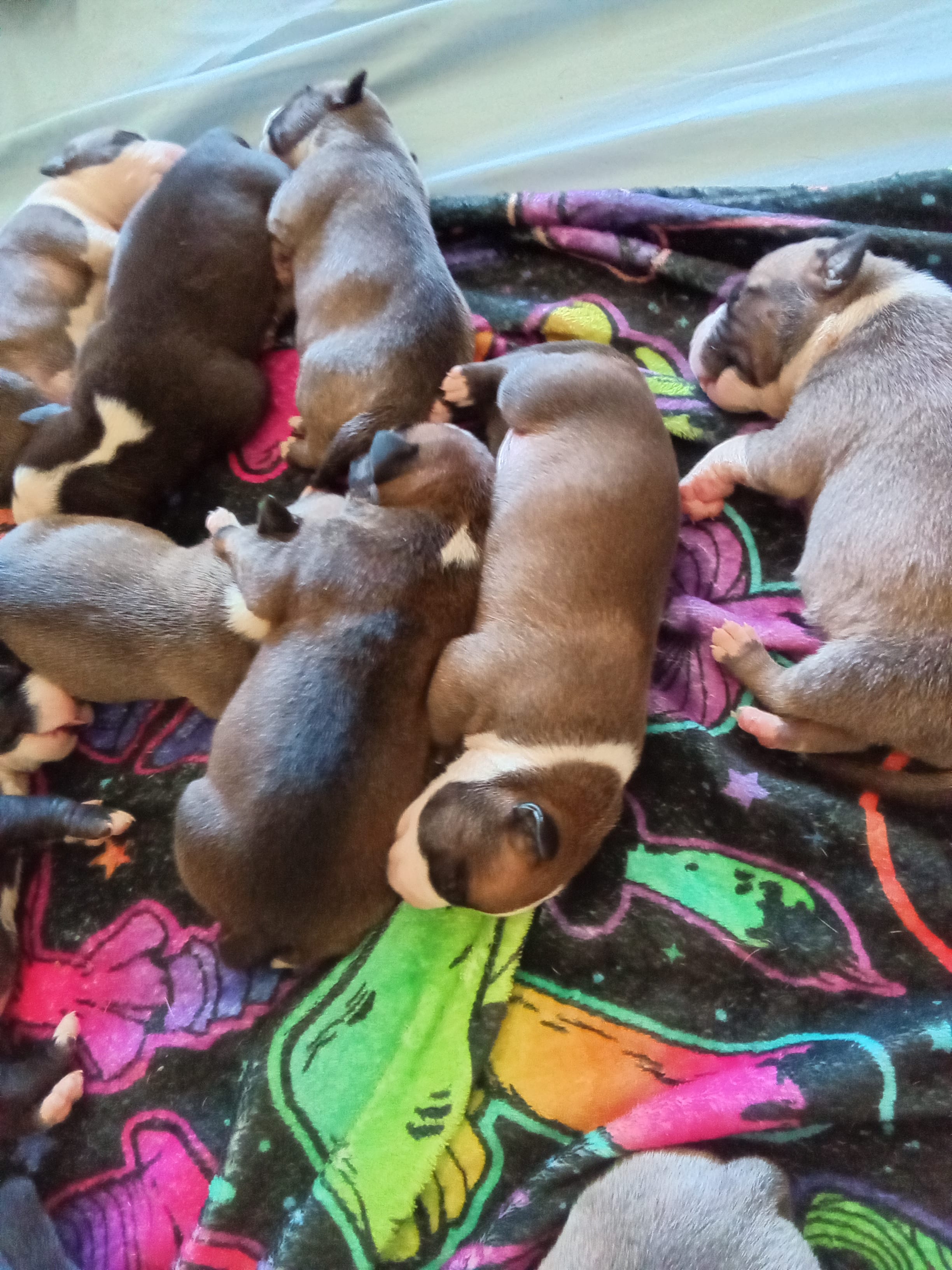 None – American Pit Bull Terrier puppy for sale in Los Angeles, CA