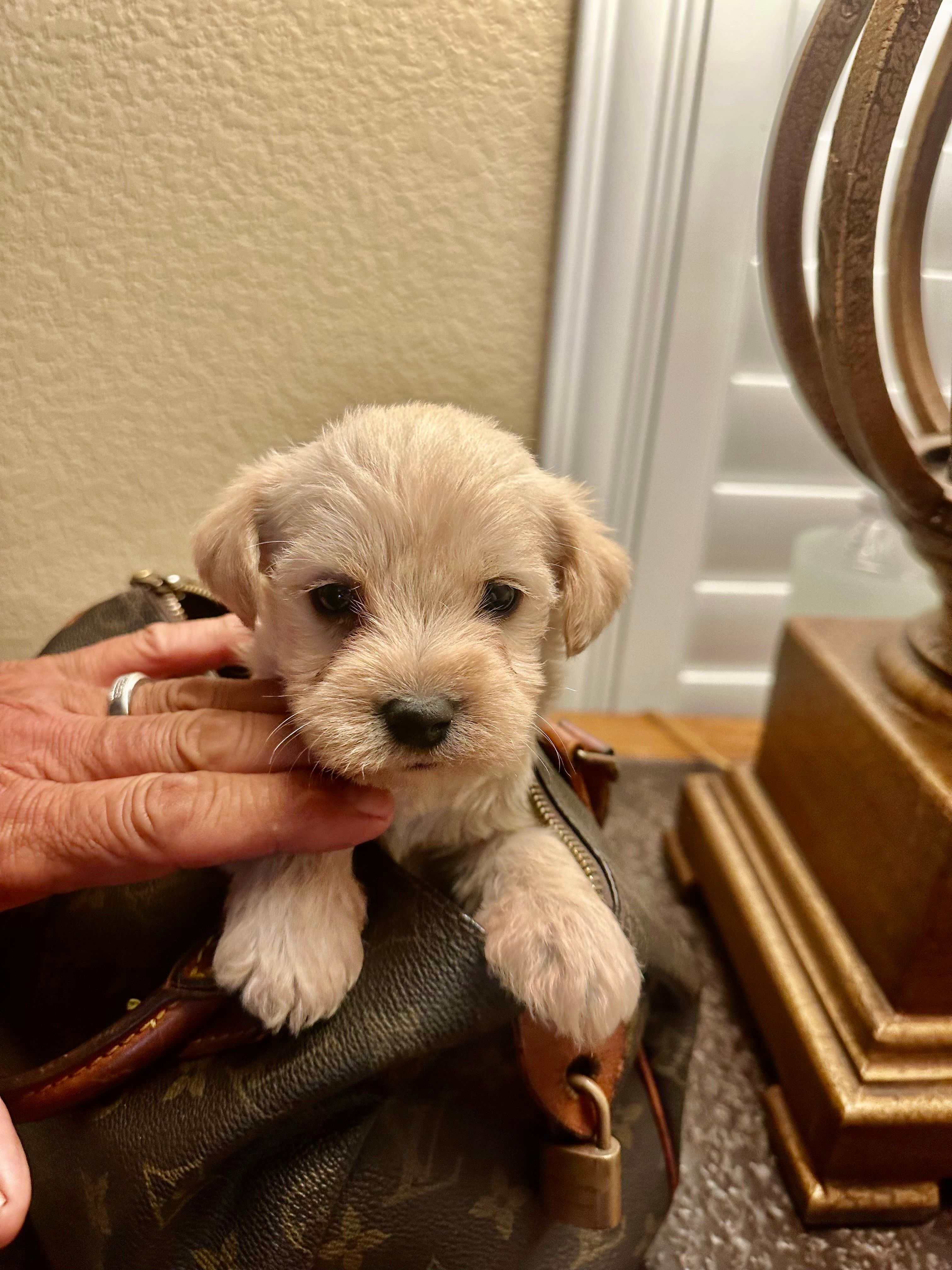 FLUFFY – Maltipoo, Poodle - Toy  puppy for sale in San Diego Country Estates, CA