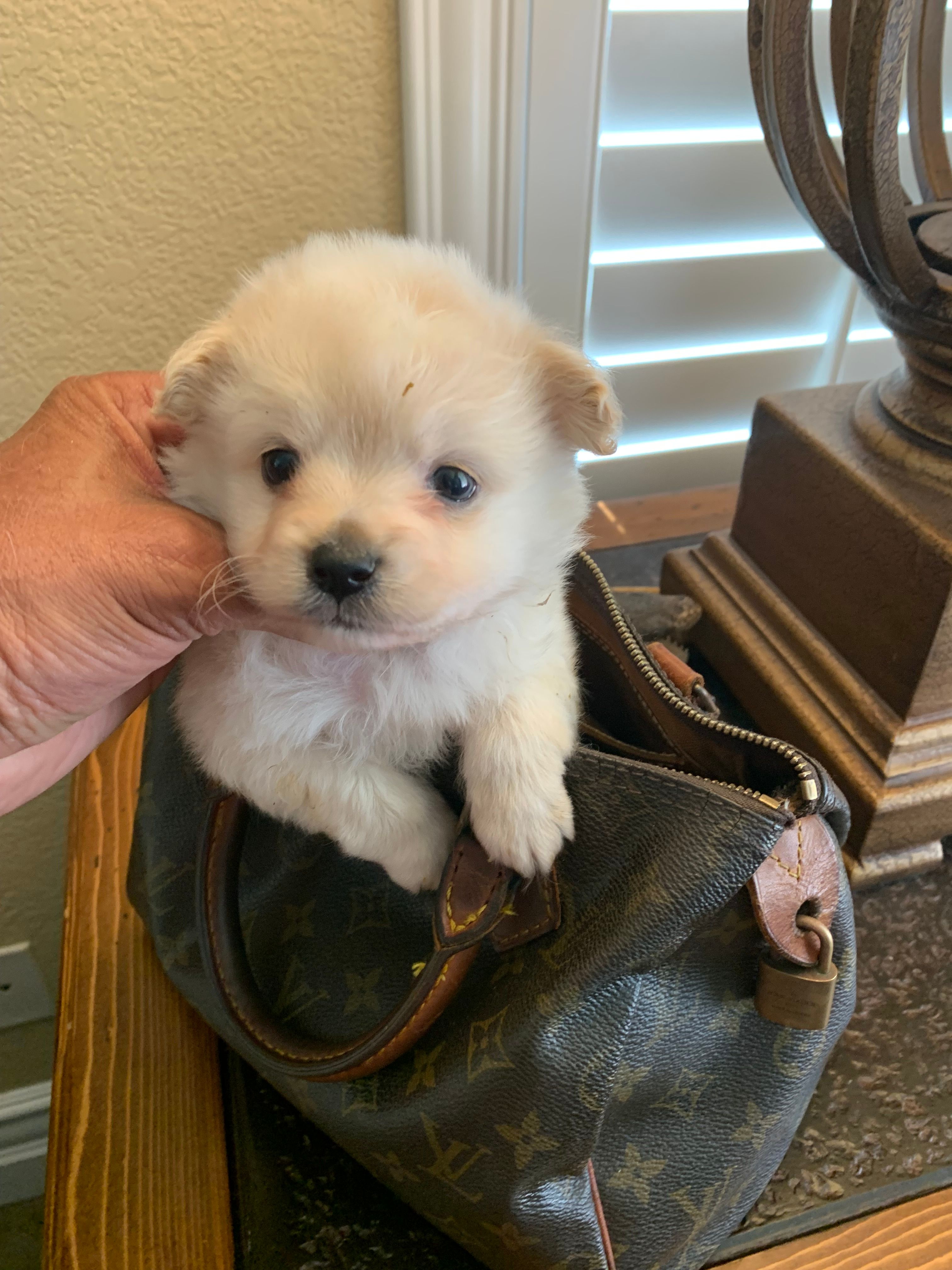 FLUFFY – Maltipoo, Poodle - Toy  puppy for sale in San Diego Country Estates, CA
