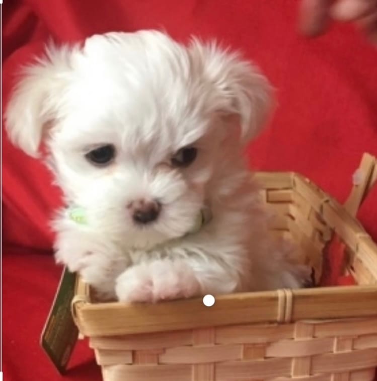 PRECIOUS  – Maltipoo, Poodle - Toy  puppy for sale in San Diego Country Estates, CA