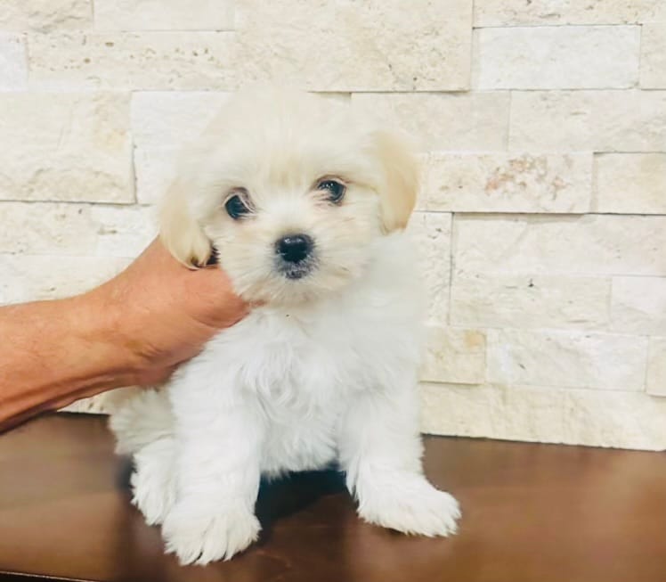PRECIOUS  – Maltipoo, Poodle - Toy  puppy for sale in San Diego Country Estates, CA