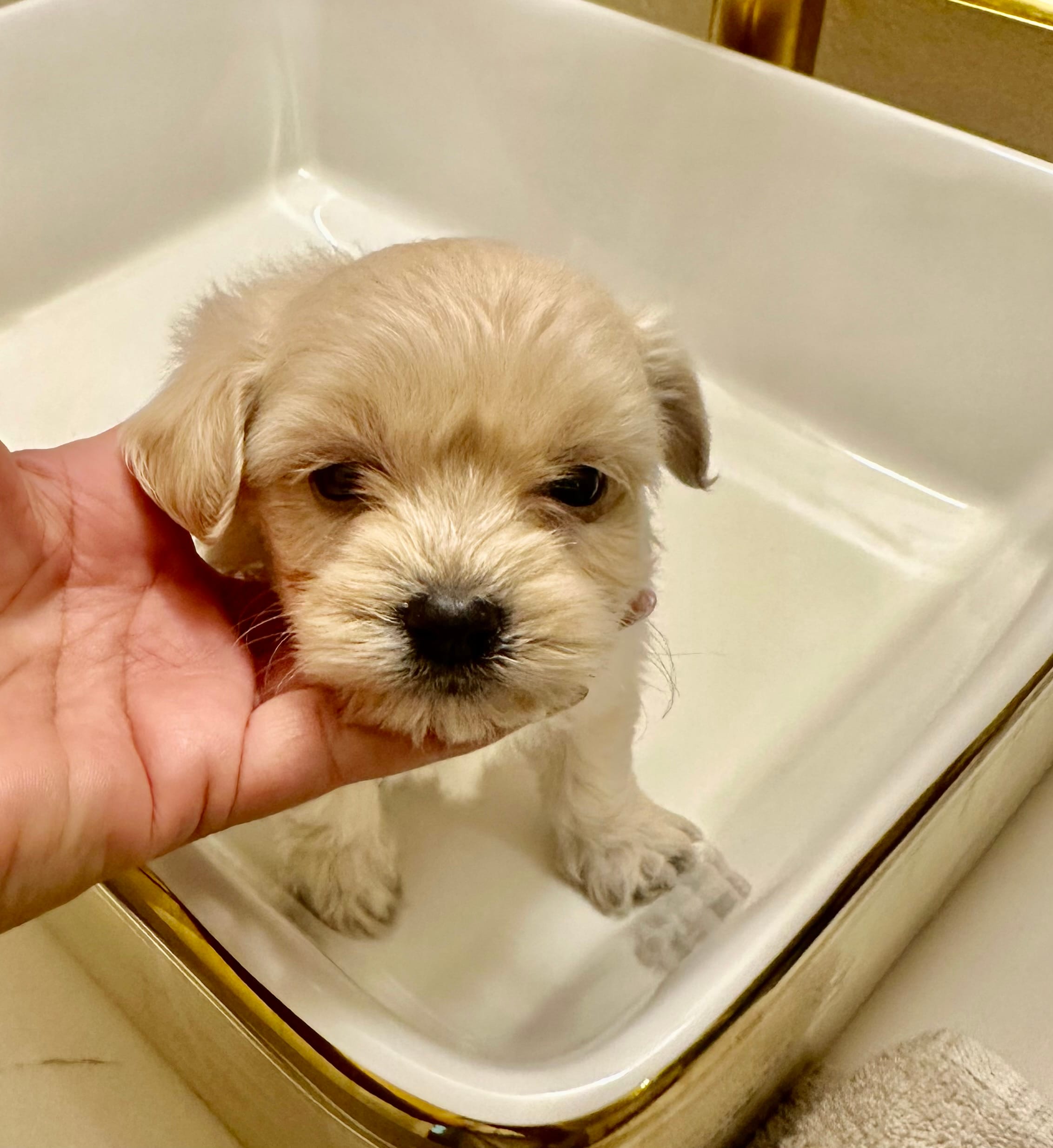 FLUFFY – Maltipoo, Poodle - Toy  puppy for sale in San Diego Country Estates, CA