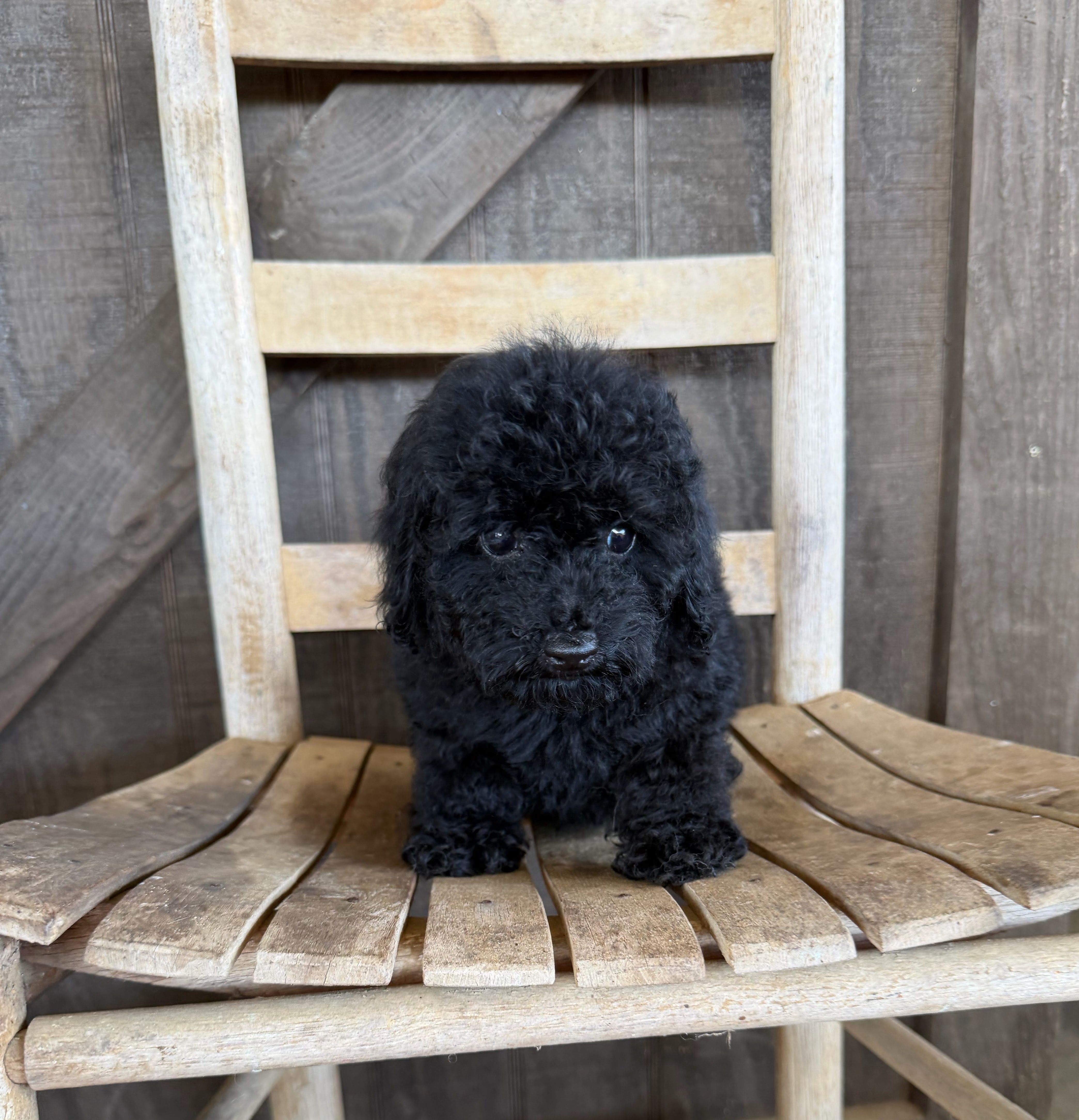 Pip – Poodle - Toy  puppy for sale in Clanton, AL