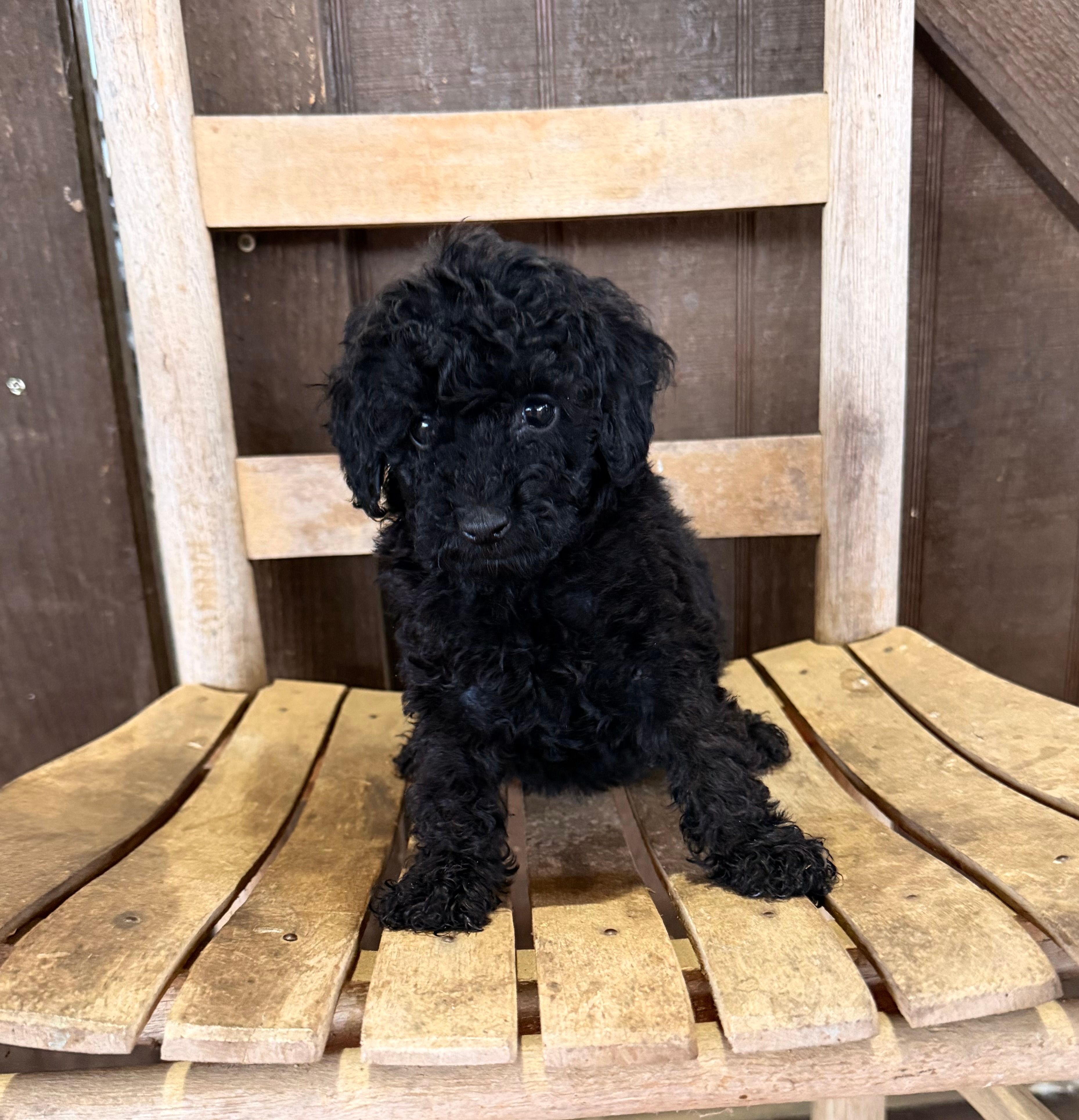 Pip – Poodle - Toy  puppy for sale in Clanton, AL