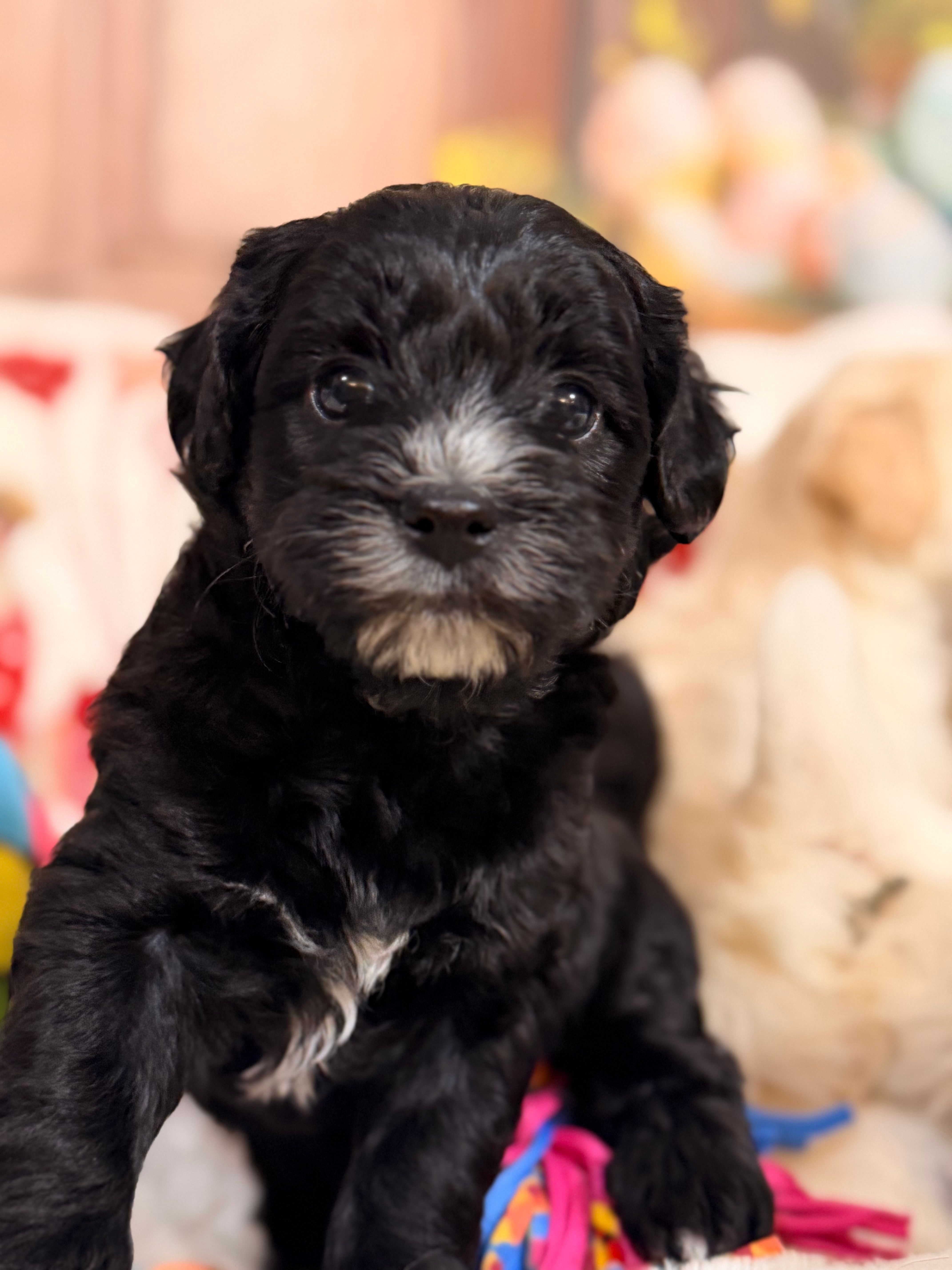 Espresso  – Coton de Tulear, Poodle - Miniature  puppy for sale in Dickerson, MD
