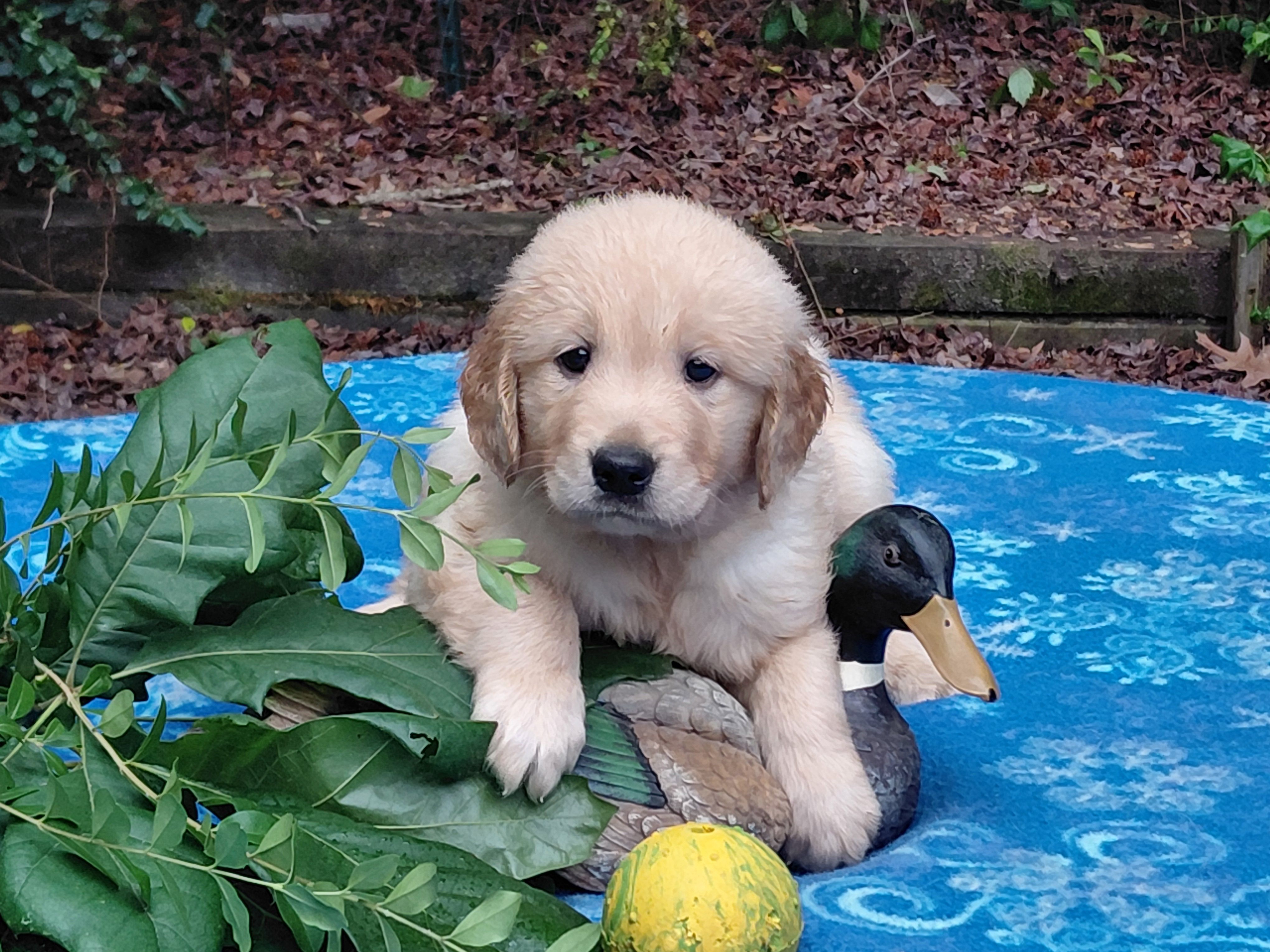 ASHUR – Golden Retriever puppy for sale in Pittsburg, TX