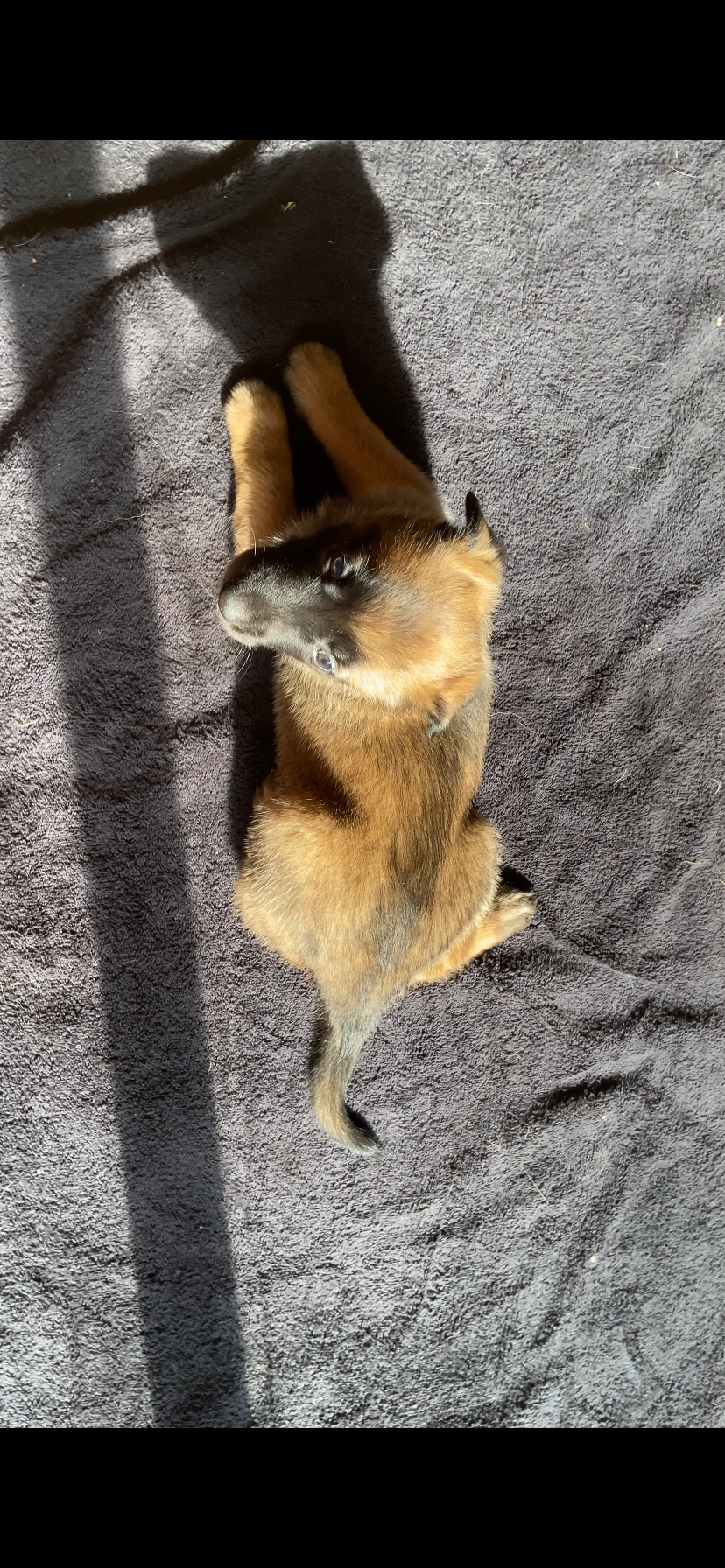 Lychee – Belgian Malinois puppy for sale in Springville, AL