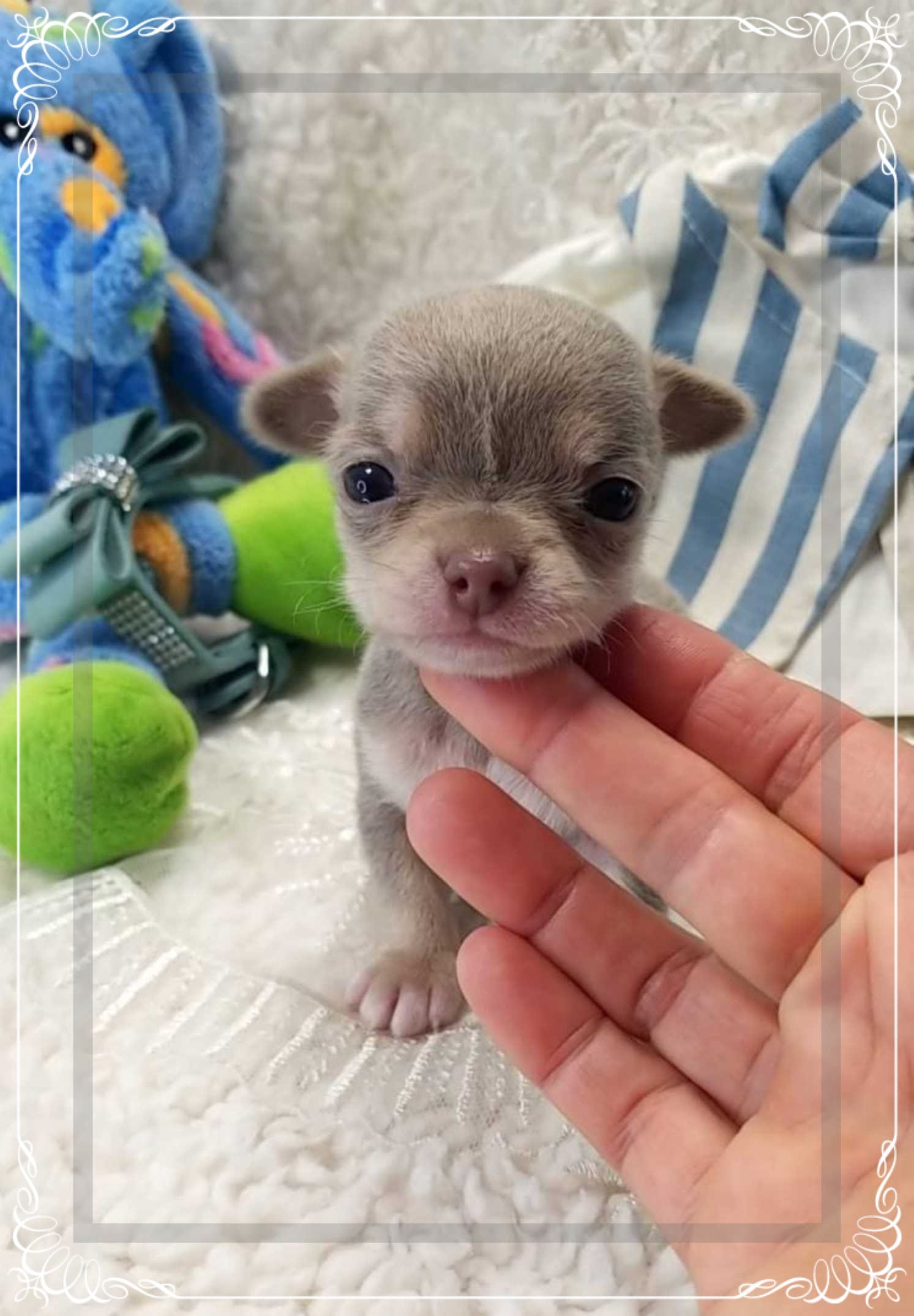 Lavender and tan 2 – Chihuahua puppy for sale in Sebring, FL
