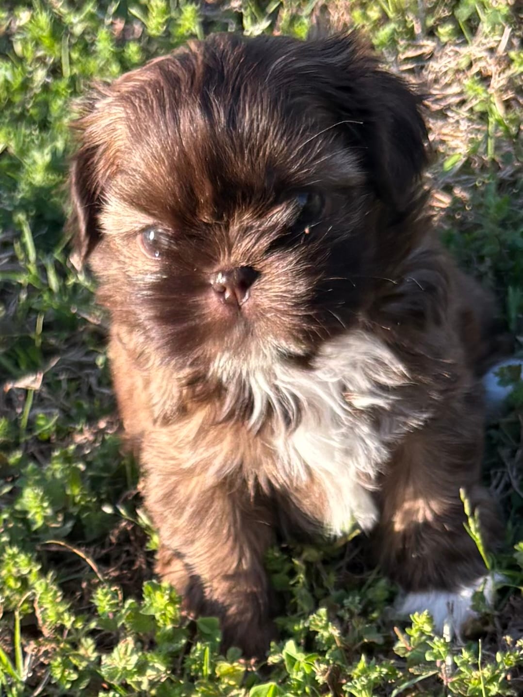 Trixie – Shih Tzu puppy for sale in Suffolk, VA
