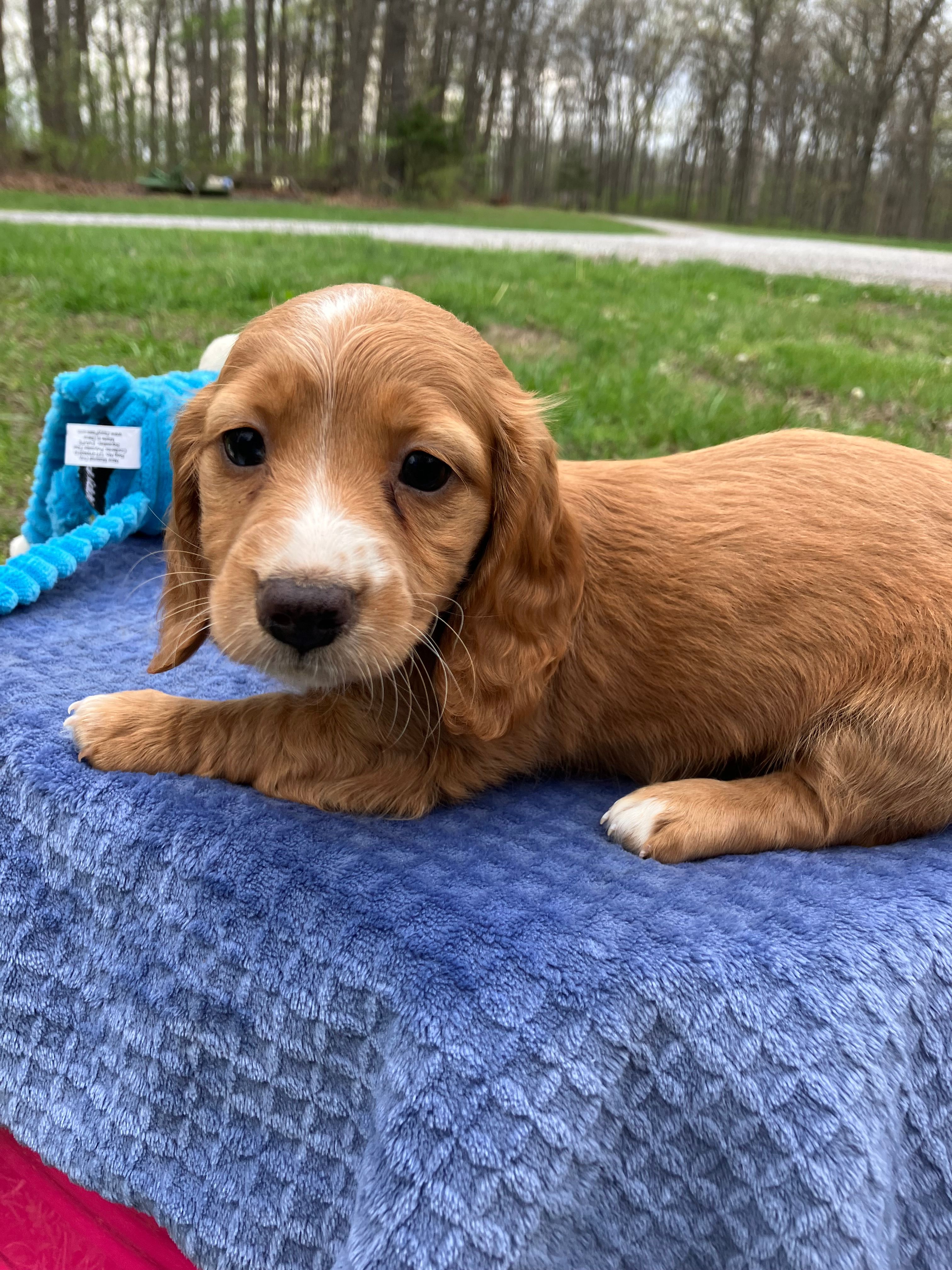 Red – Miniature Dachshund puppy for sale in Mount Vernon, IL