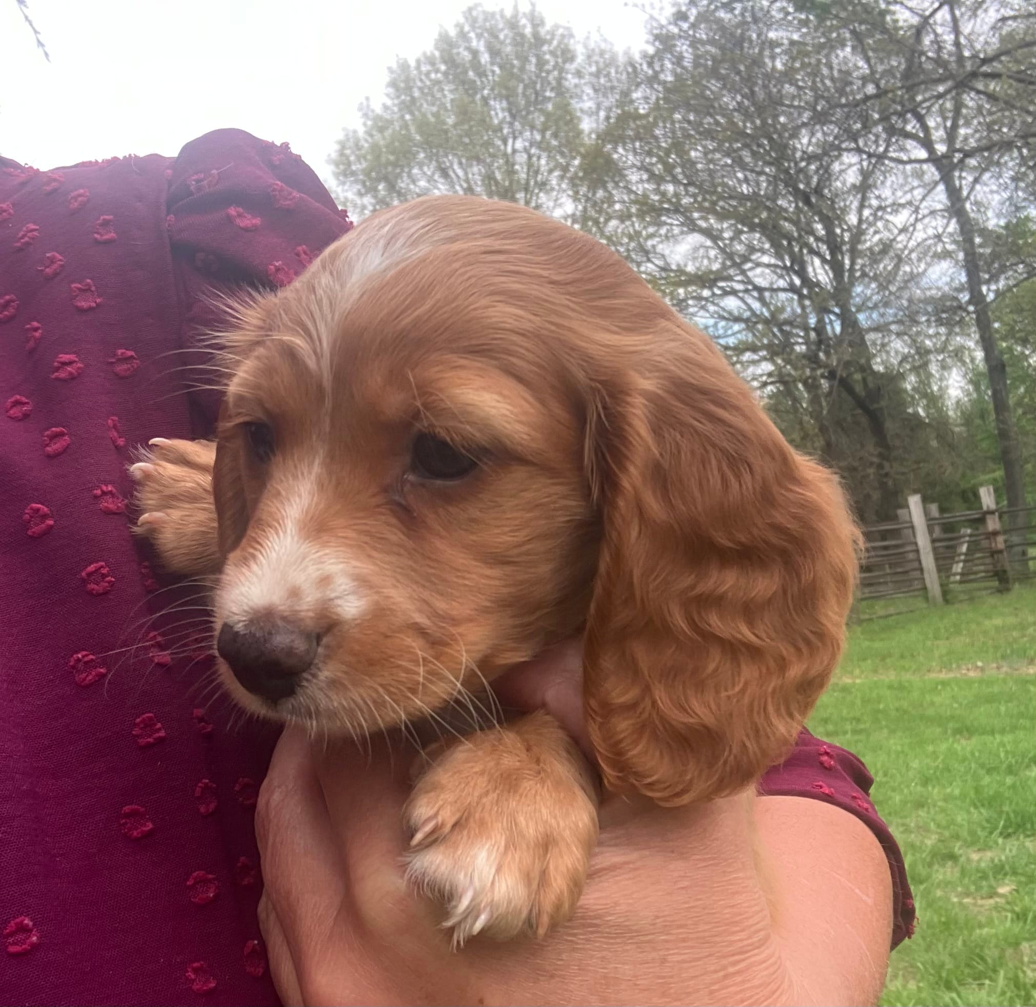 Red – Miniature Dachshund puppy for sale in Mount Vernon, IL