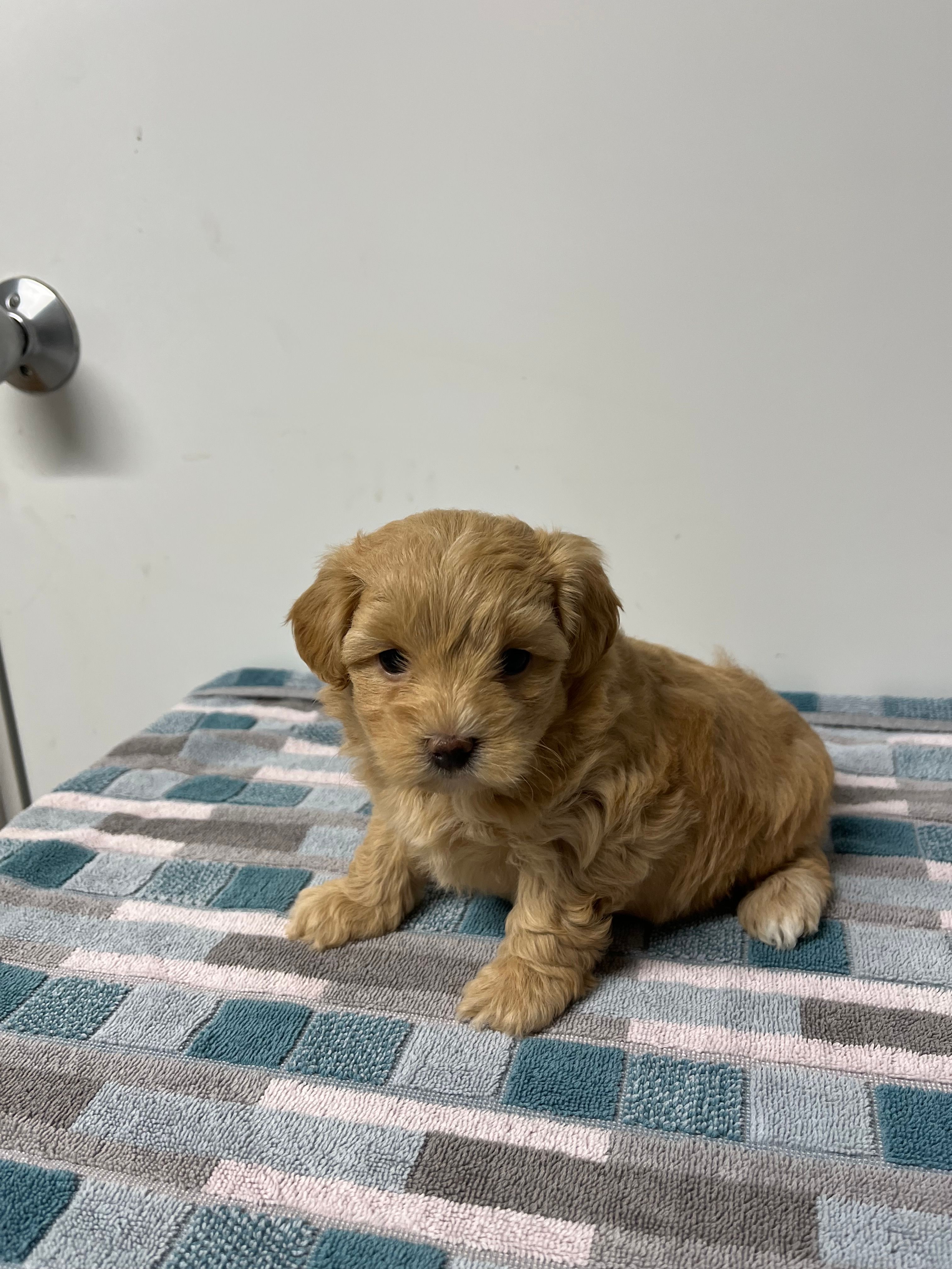 Peaches – Maltipoo puppy for sale in Seymour, MO