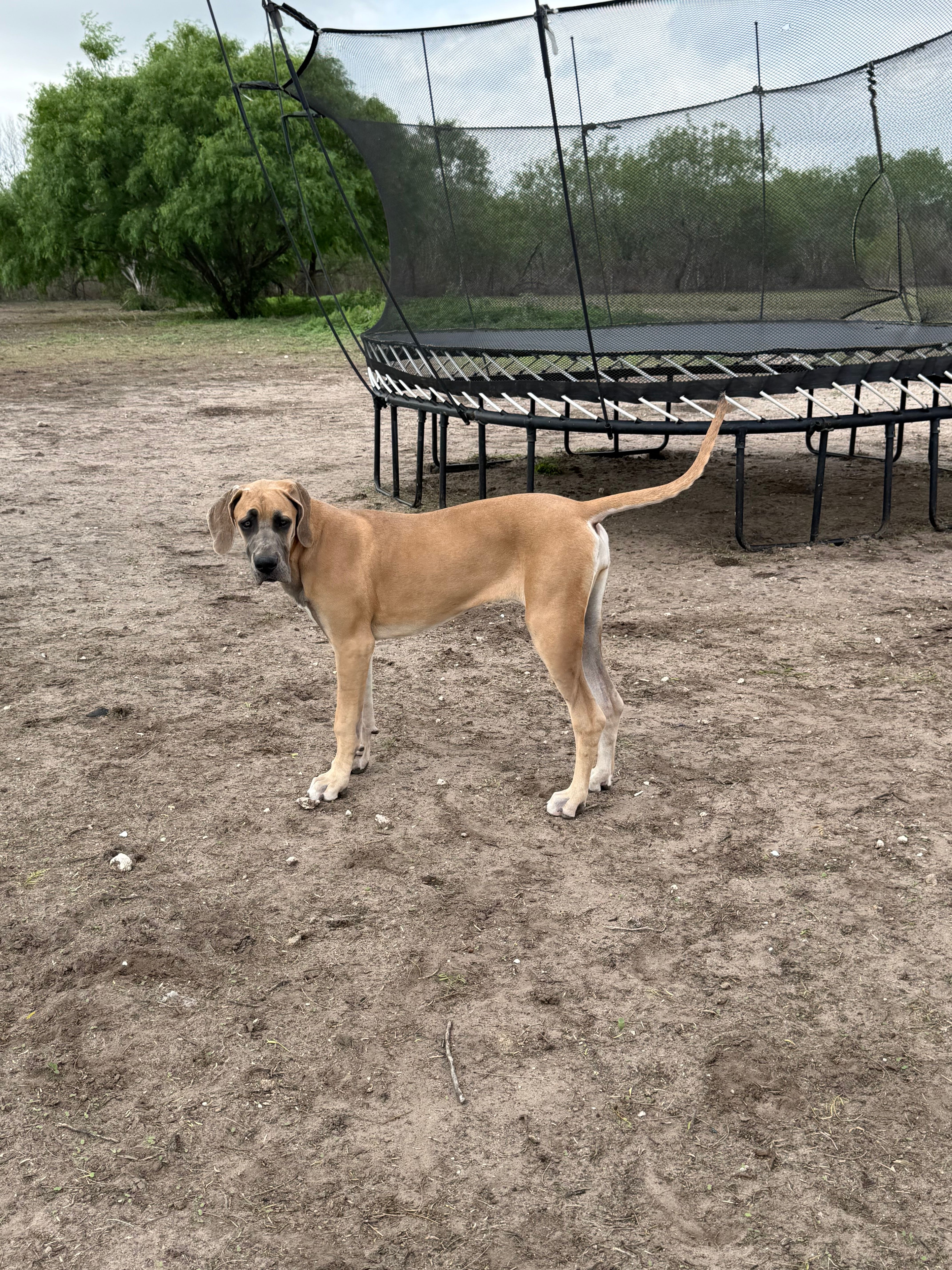 Valkyrie  – Great Dane puppy for sale in Orange Grove, TX