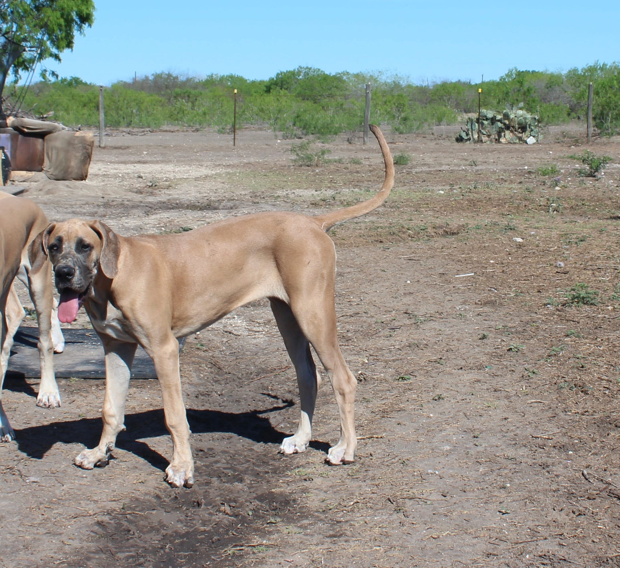 Valkyrie  – Great Dane puppy for sale in Orange Grove, TX