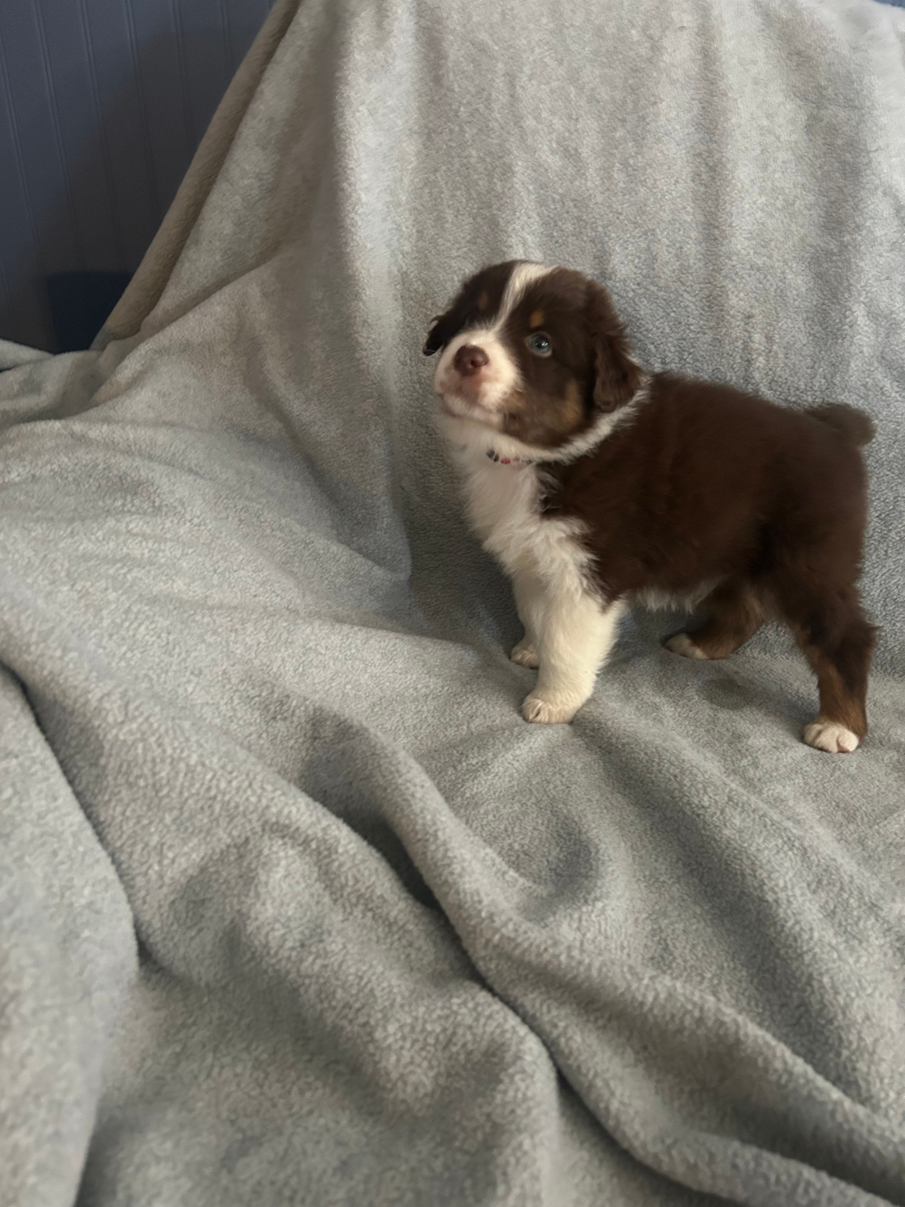 Red – Australian Shepherd puppy for sale in Cochranton, PA