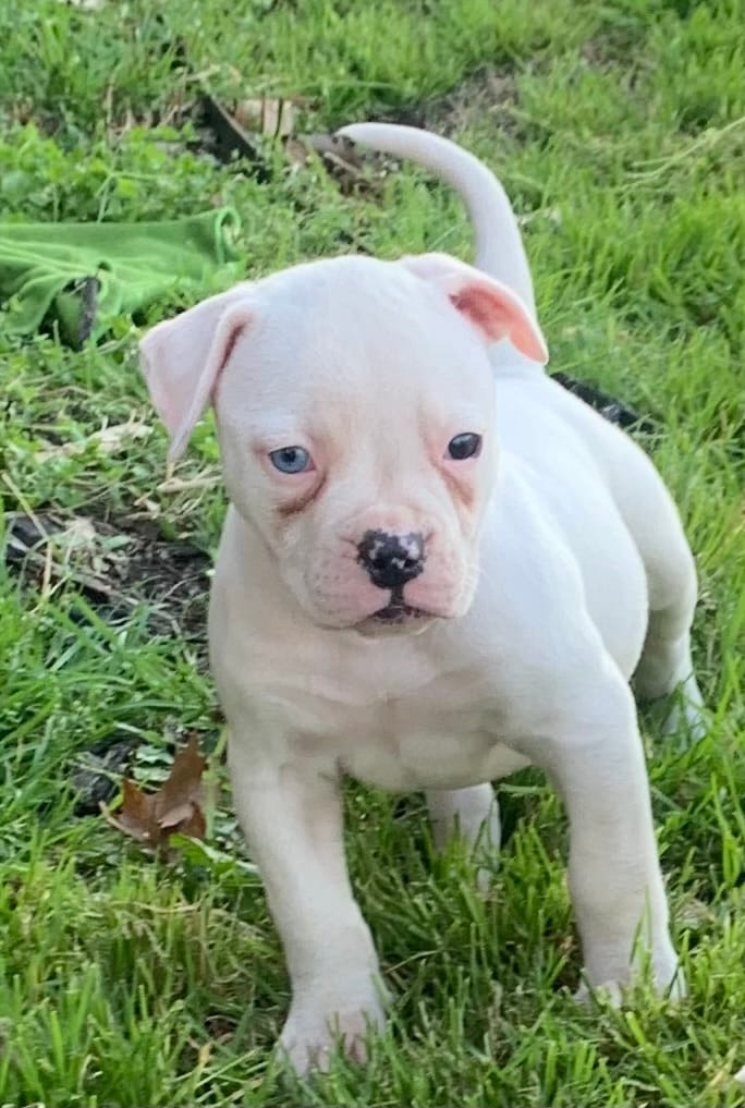 Little Blue – American Bulldog puppy for sale in DeSoto, TX