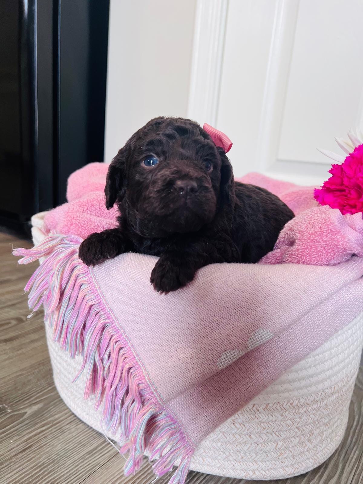 N/A – Poodle - Miniature , Miniature Goldendoodle puppy for sale in Charlotte, NC