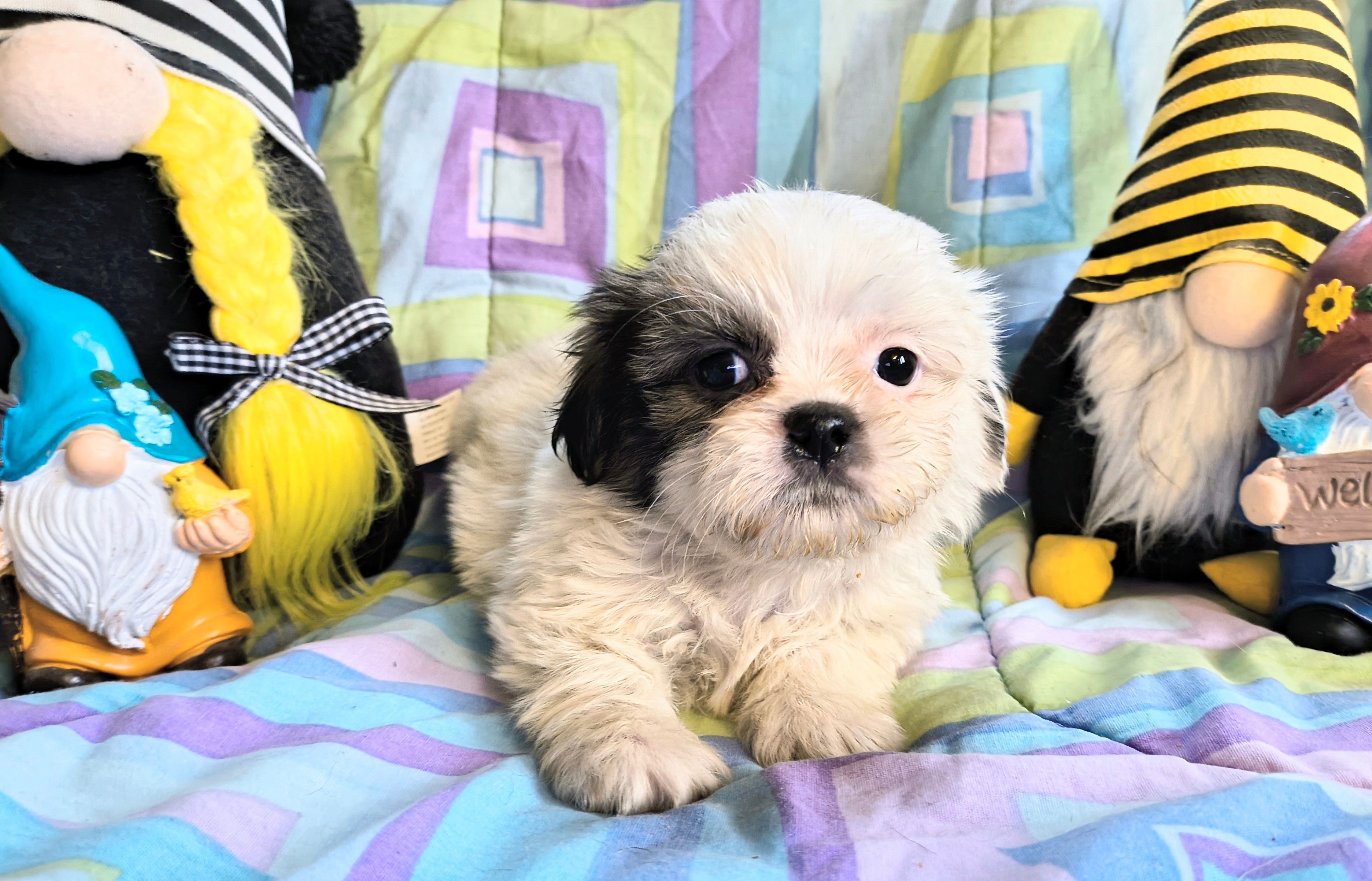 Frankie – Shih Tzu puppy for sale in Westfield, WI
