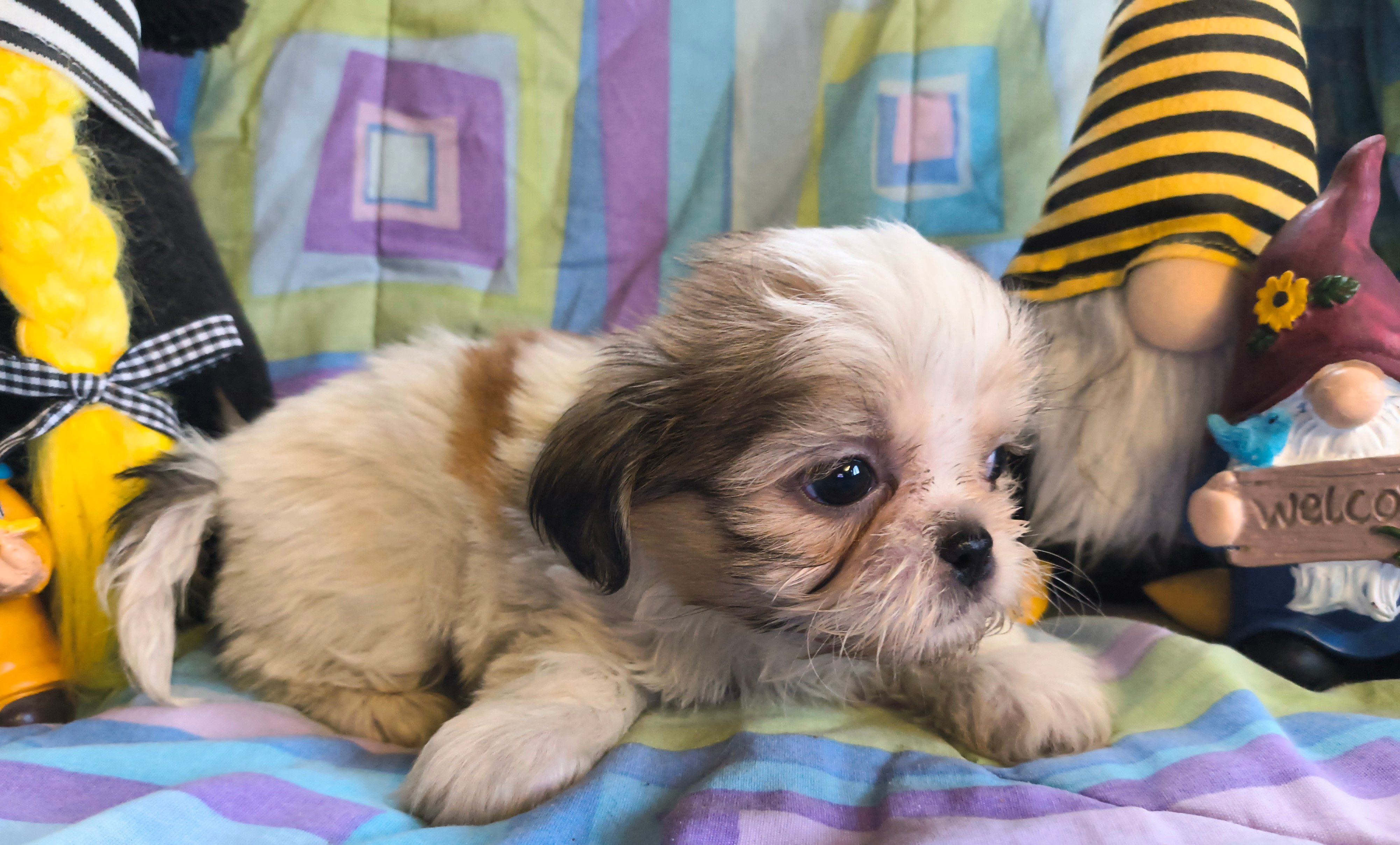 Duke – Shih Tzu puppy for sale in Westfield, WI
