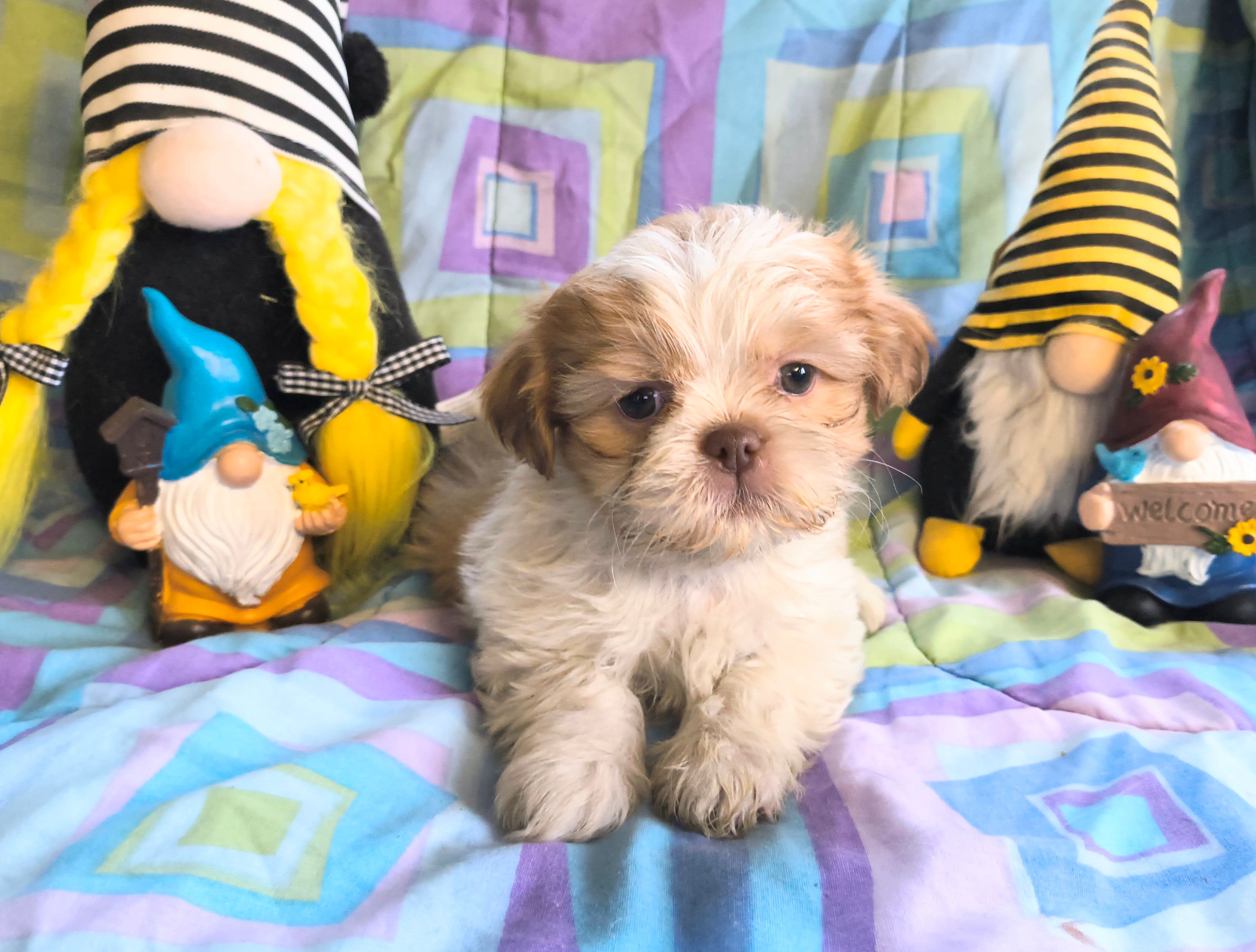 Queso – Shih Tzu puppy for sale in Westfield, WI