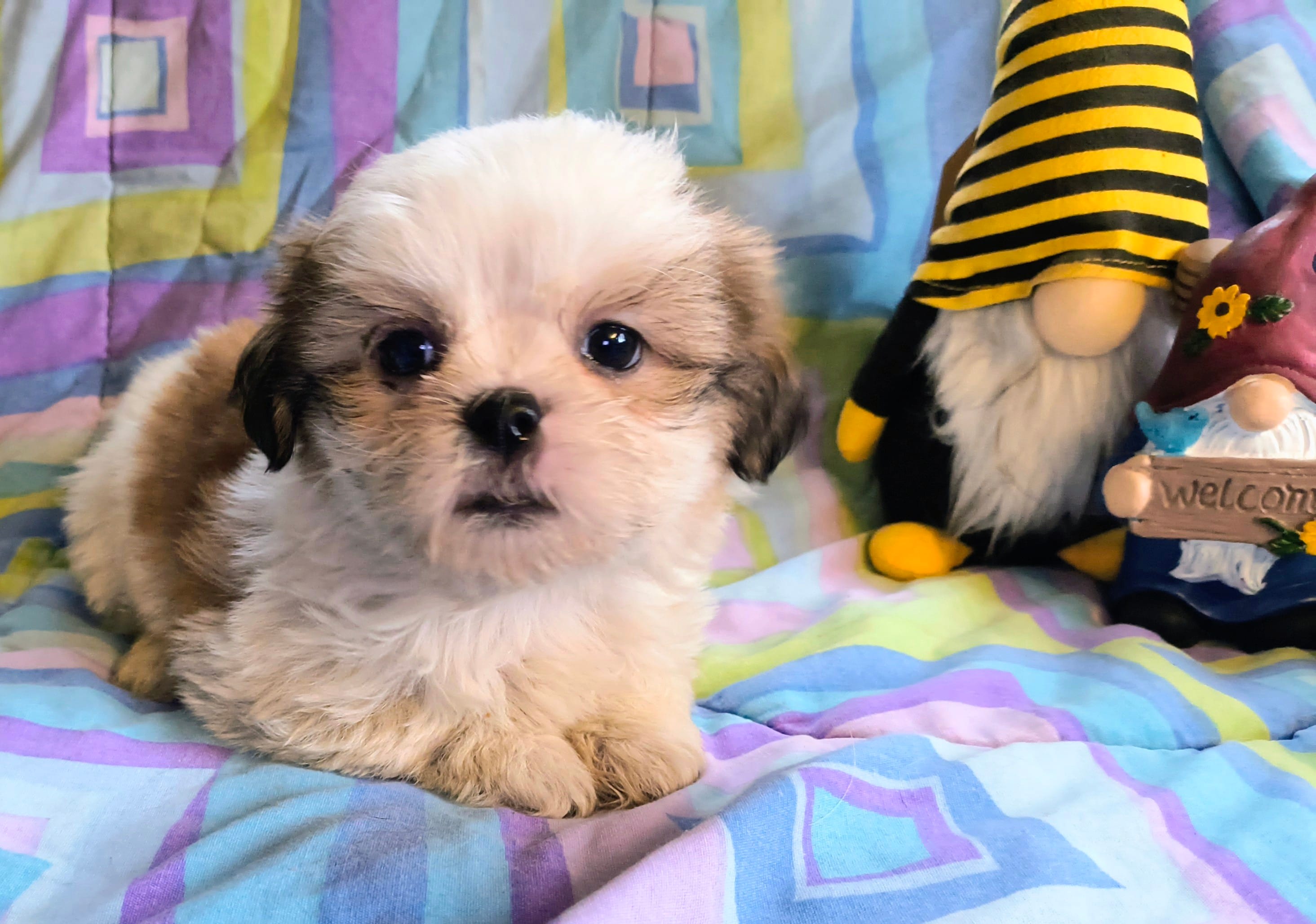 Amber – Shih Tzu puppy for sale in Westfield, WI