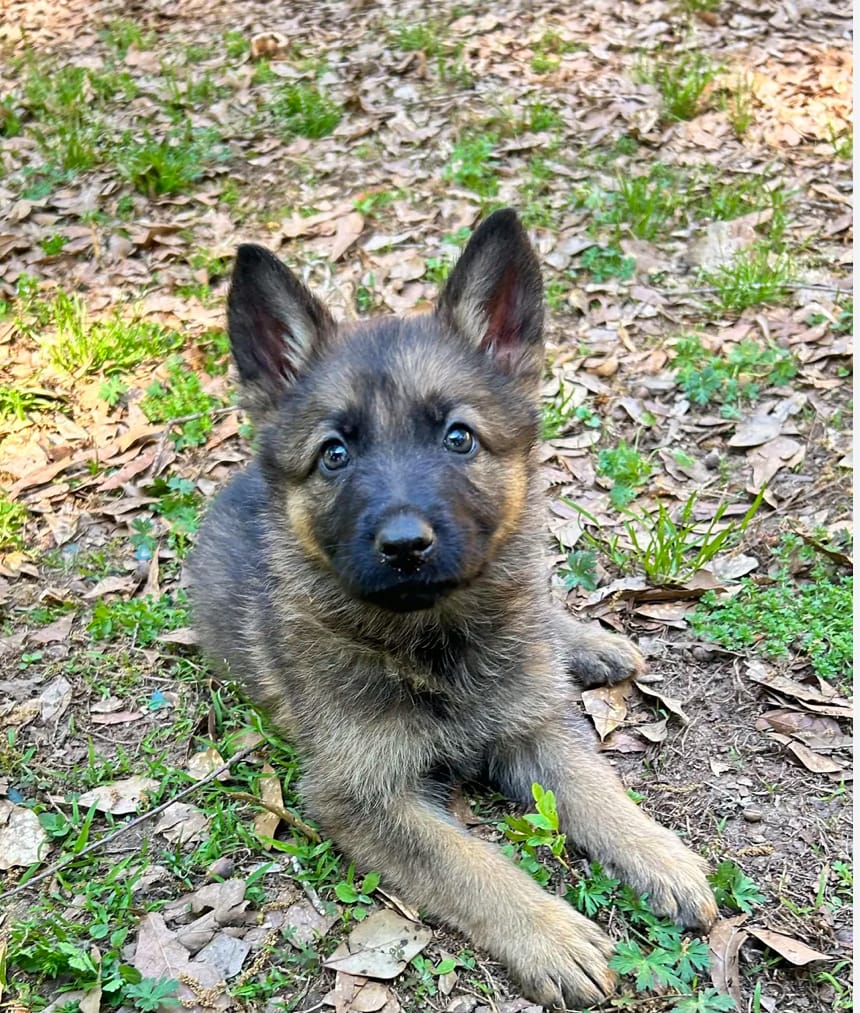 Pumpkin – German Shepherd Dog puppy for sale in Covington, GA