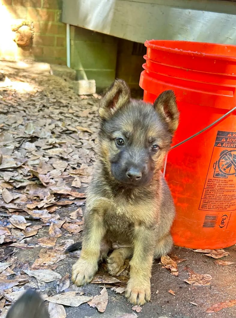 Mr. Muffin – German Shepherd Dog puppy for sale in Covington, GA