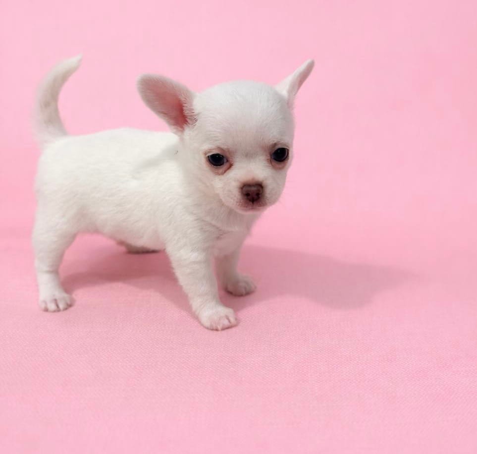 Alba – Chihuahua puppy for sale in Bonita Springs, FL