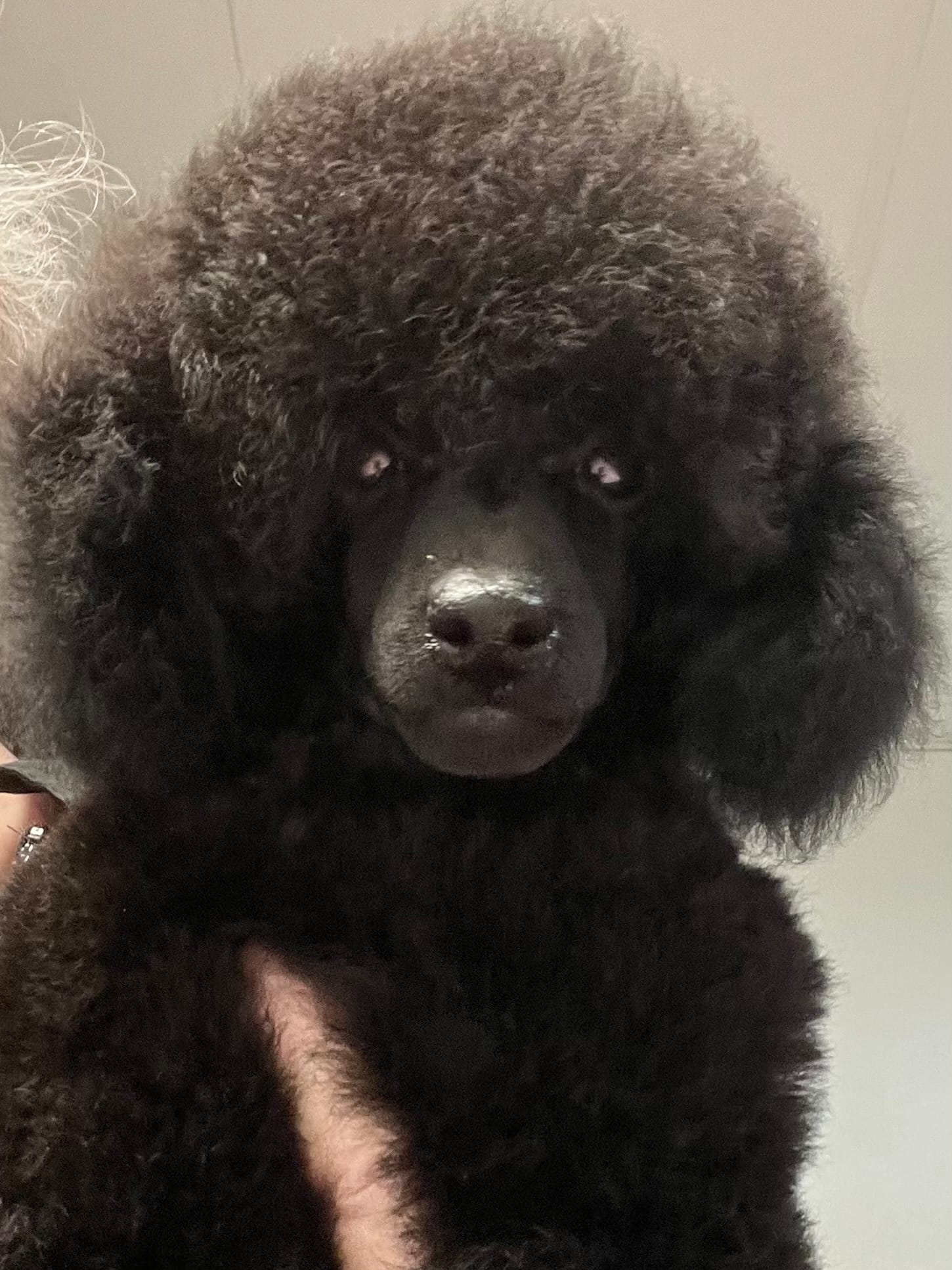 Akc Show boy! – Poodle - Toy  puppy for sale in Clearlake, CA