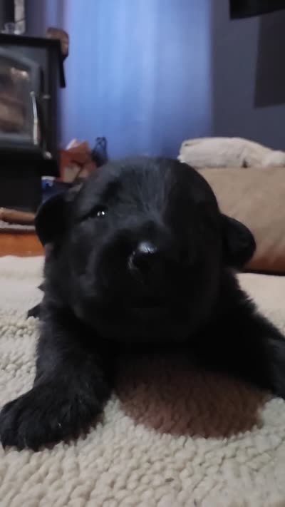 Kristoff, a male German Shepherd Dog for sale in Livermore, CO – 2 of 5