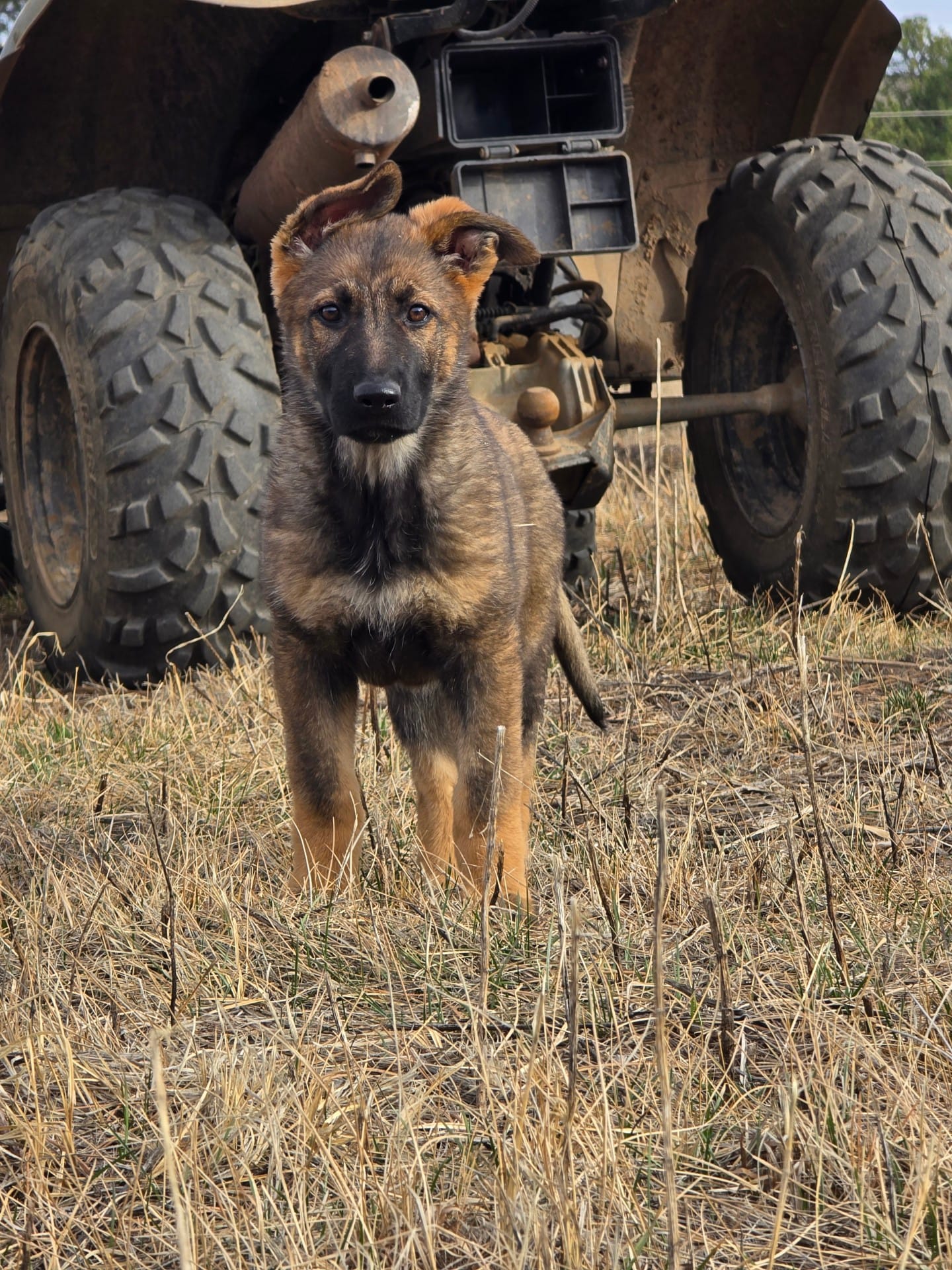 Aurora – German Shepherd Dog puppy for sale in Livermore, CO