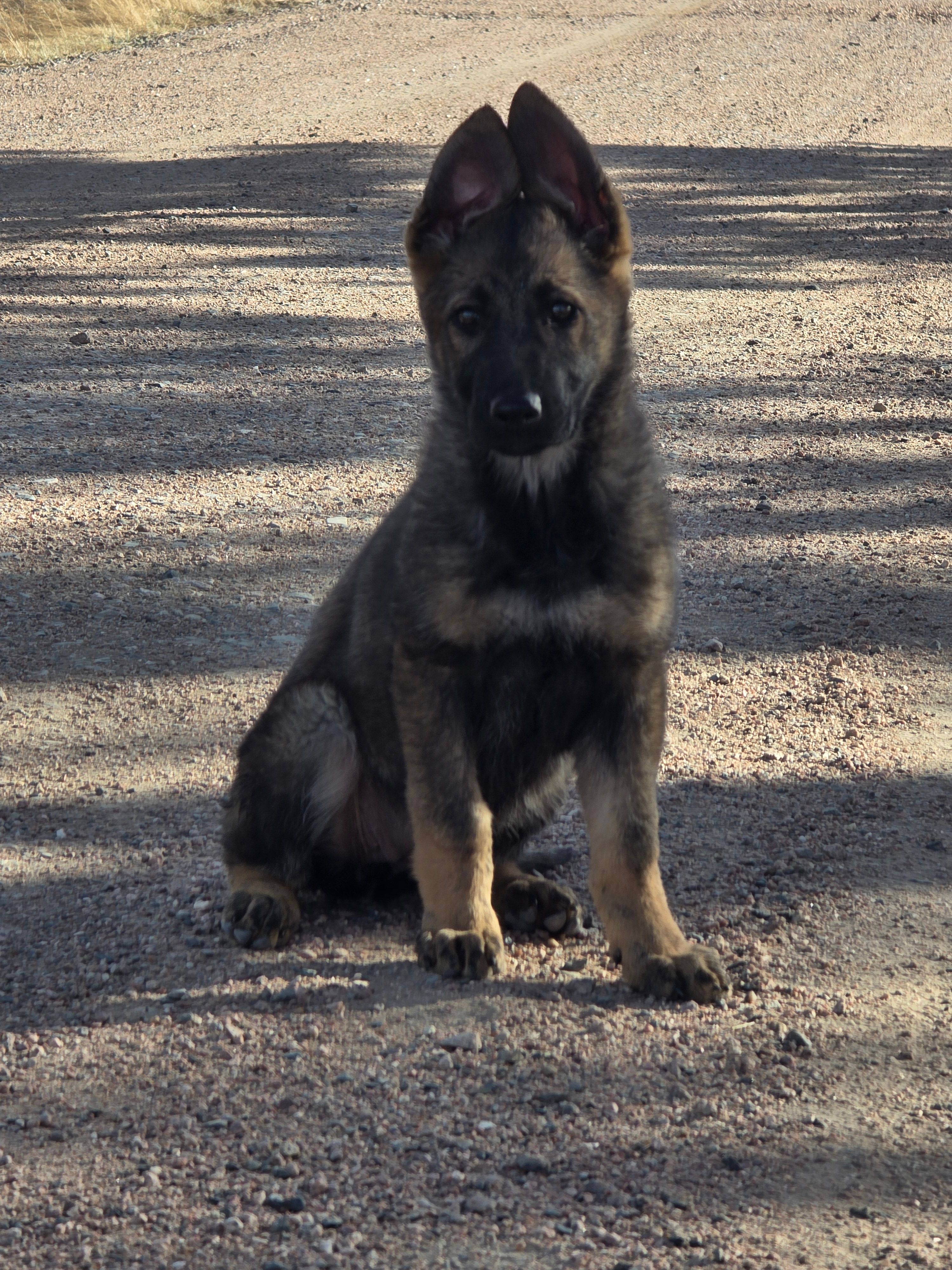 Aurora – German Shepherd Dog puppy for sale in Livermore, CO