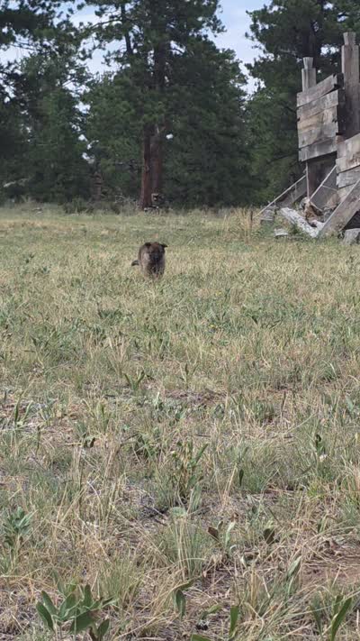 Cinderella, a female German Shepherd Dog for sale in Livermore, CO – 2 of 9