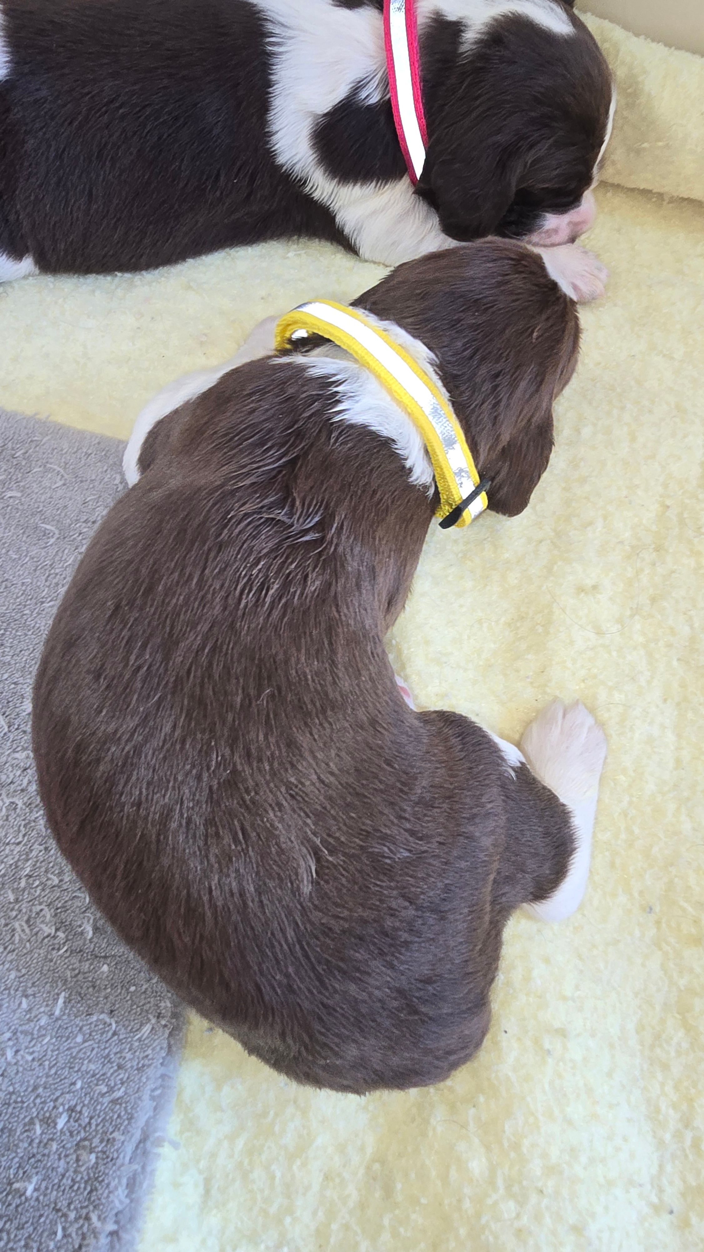 Yellow collar – English Springer Spaniel puppy for sale in Seward, PA