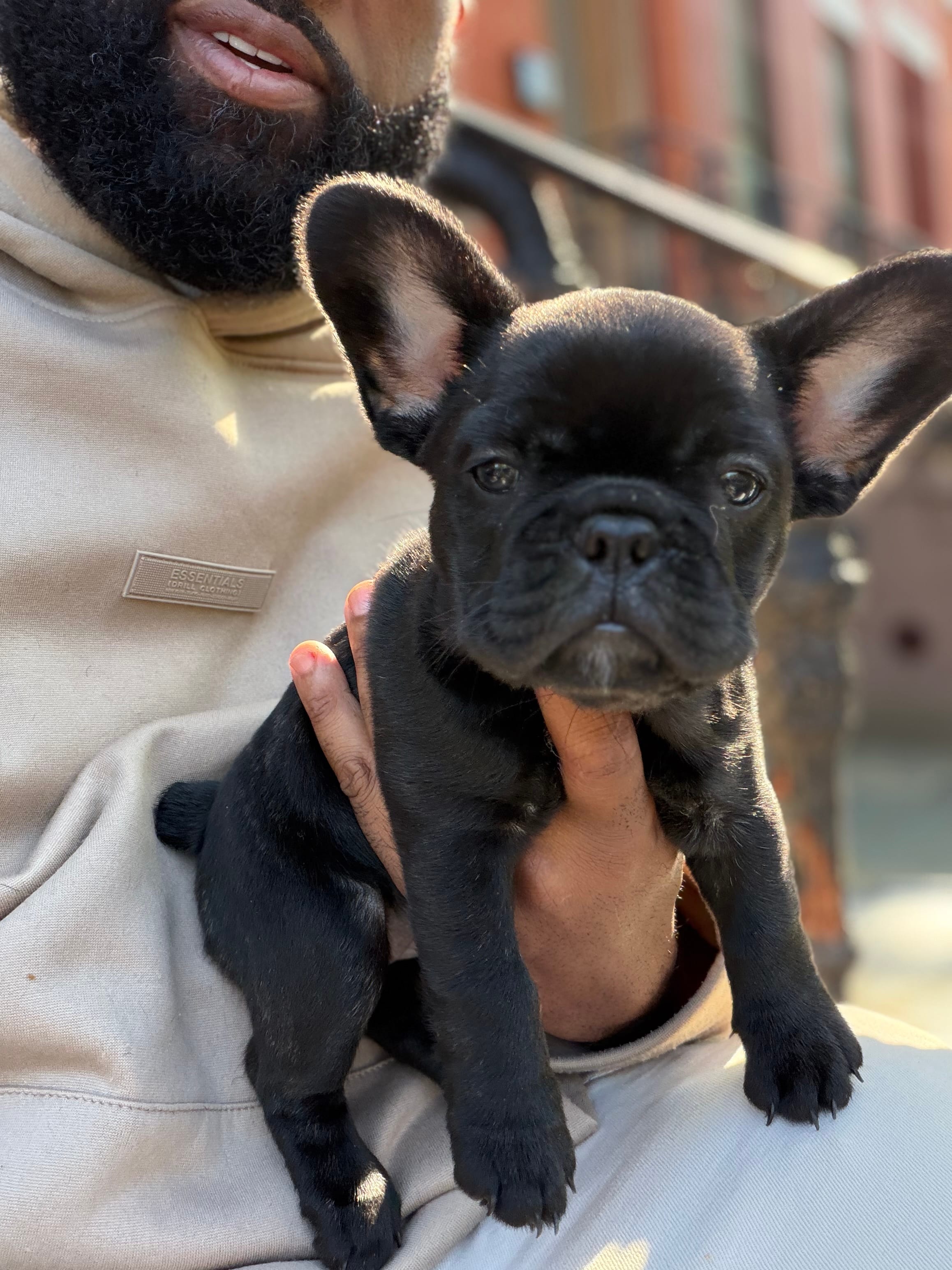 Chocolate Blue fluffy – French Bulldog puppy for sale in Queens, NY