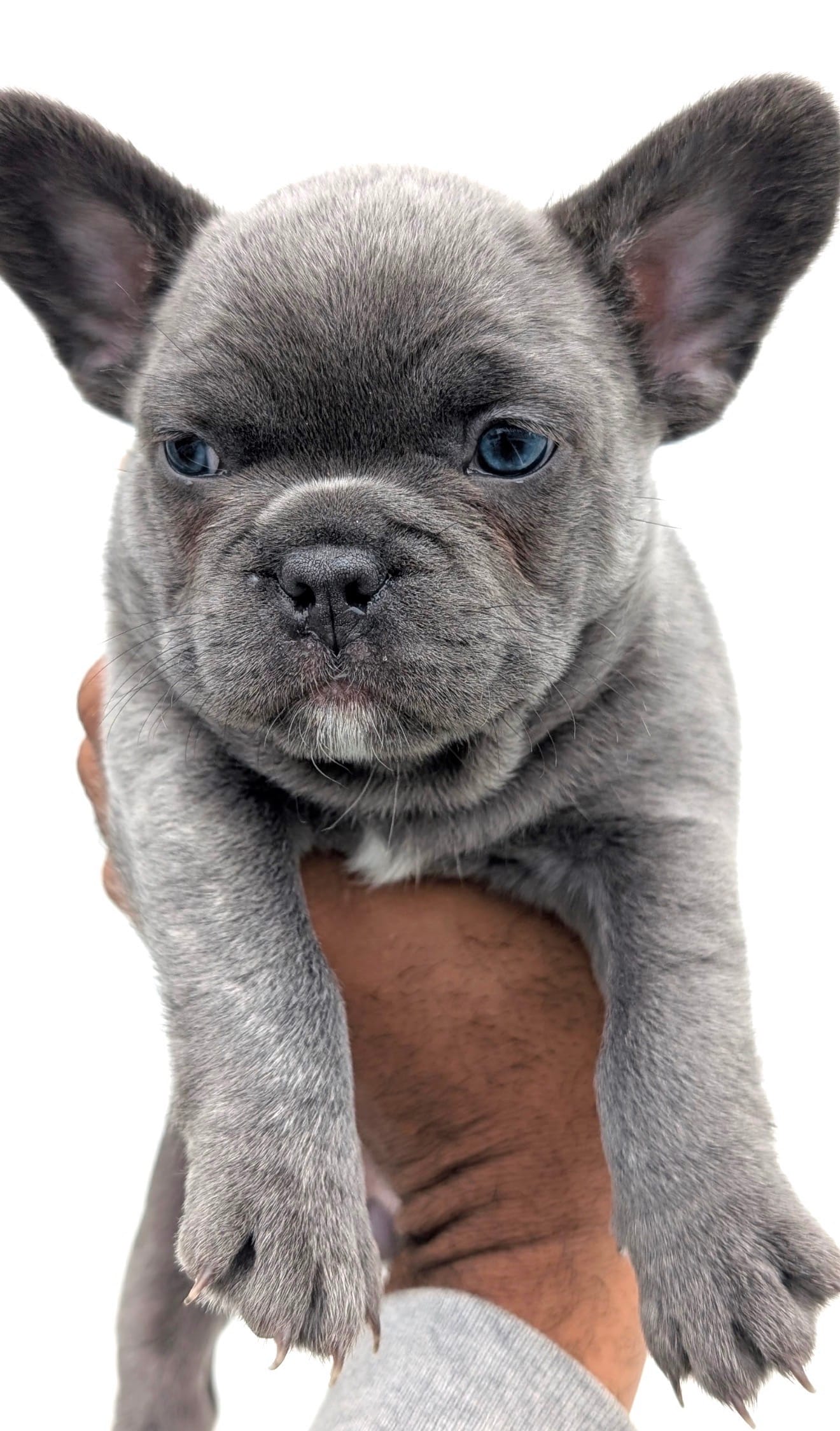 Blue – French Bulldog puppy for sale in Queens, NY