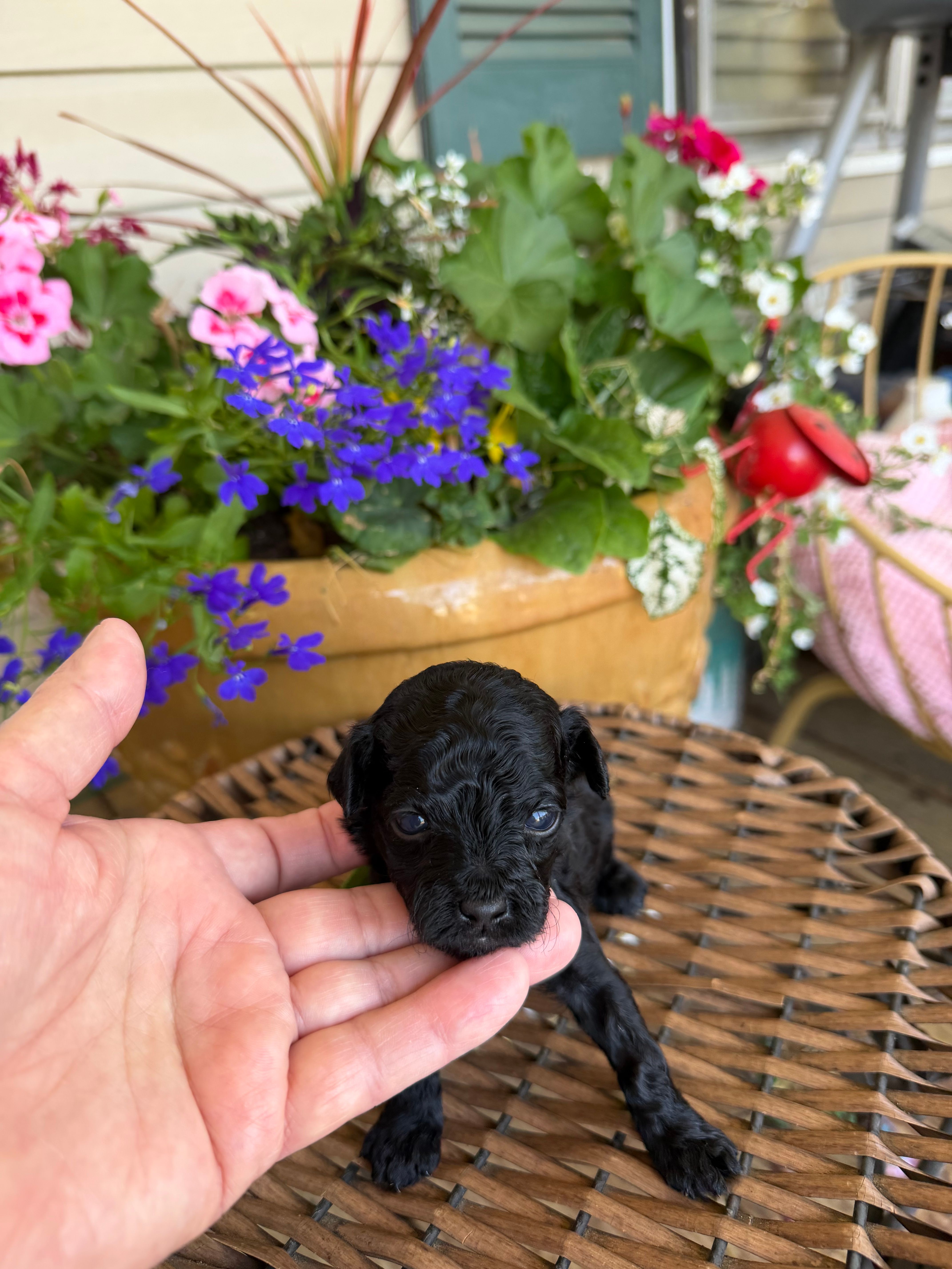 Gary – Poodle - Toy  puppy for sale in Tupelo, MS