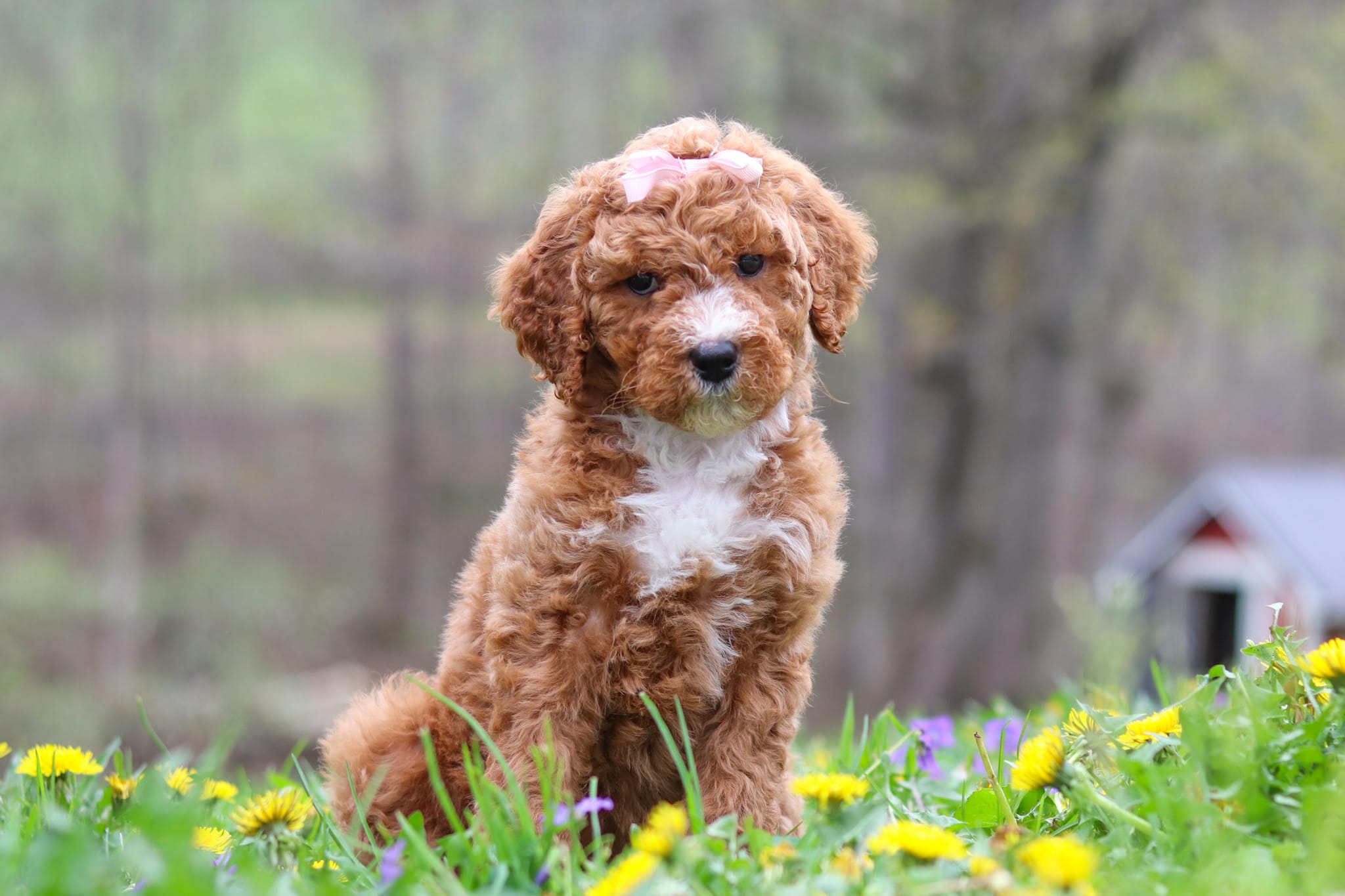 Molly – Poodle - Standard  puppy for sale in Fresno, OH