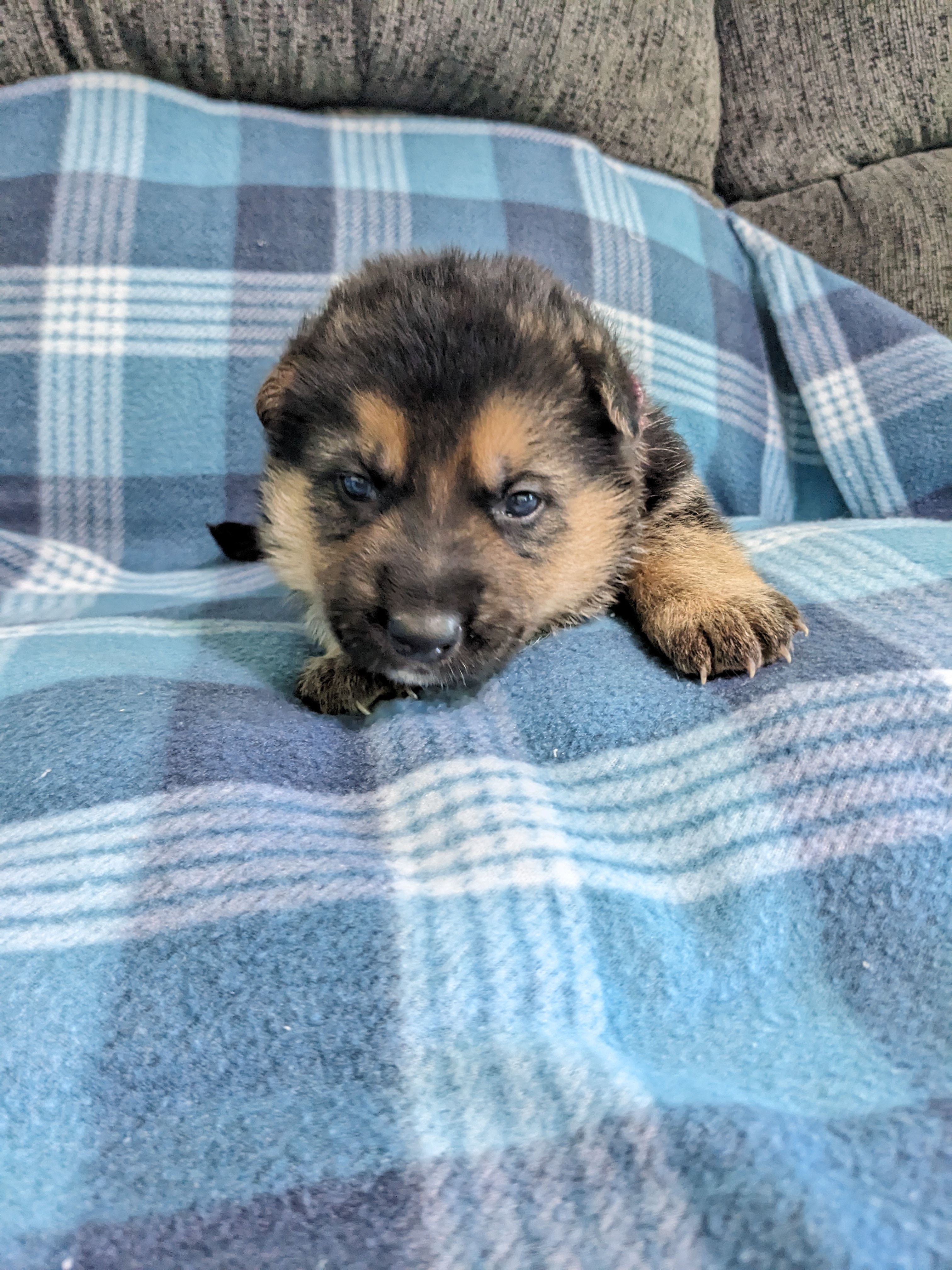 Princess/Pink – German Shepherd Dog puppy for sale in Trenton, MO