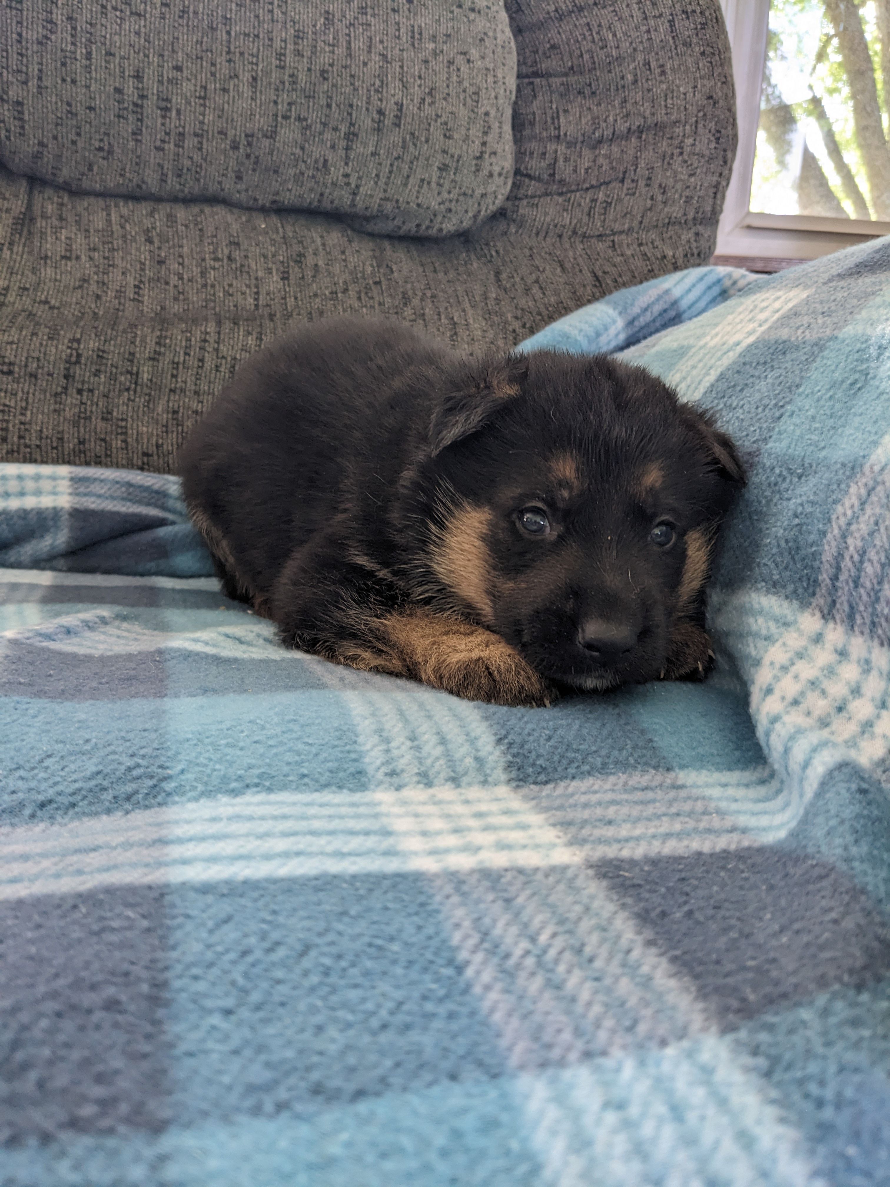Jax/Green – German Shepherd Dog puppy for sale in Trenton, MO