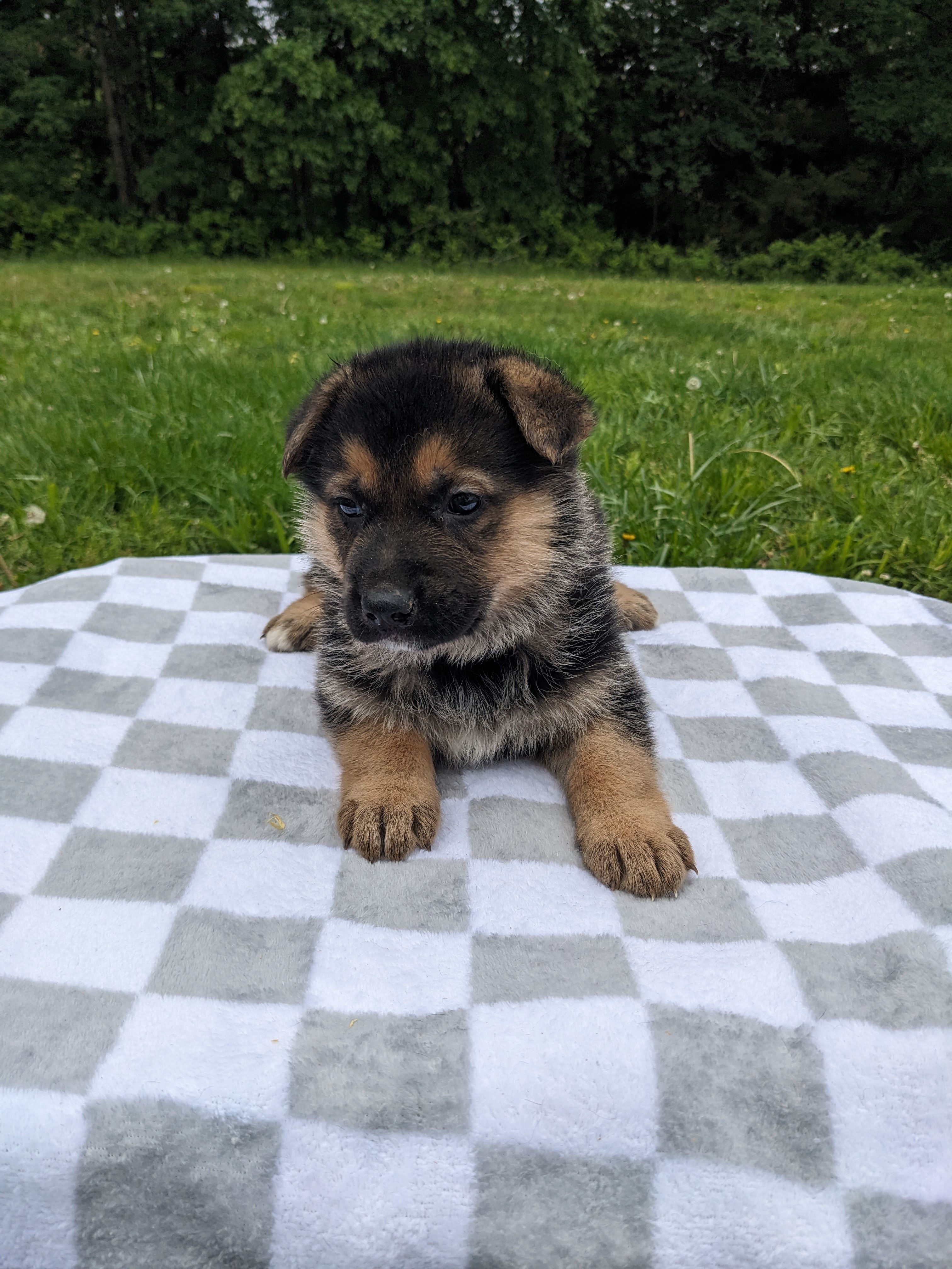 Princess/Pink – German Shepherd Dog puppy for sale in Trenton, MO