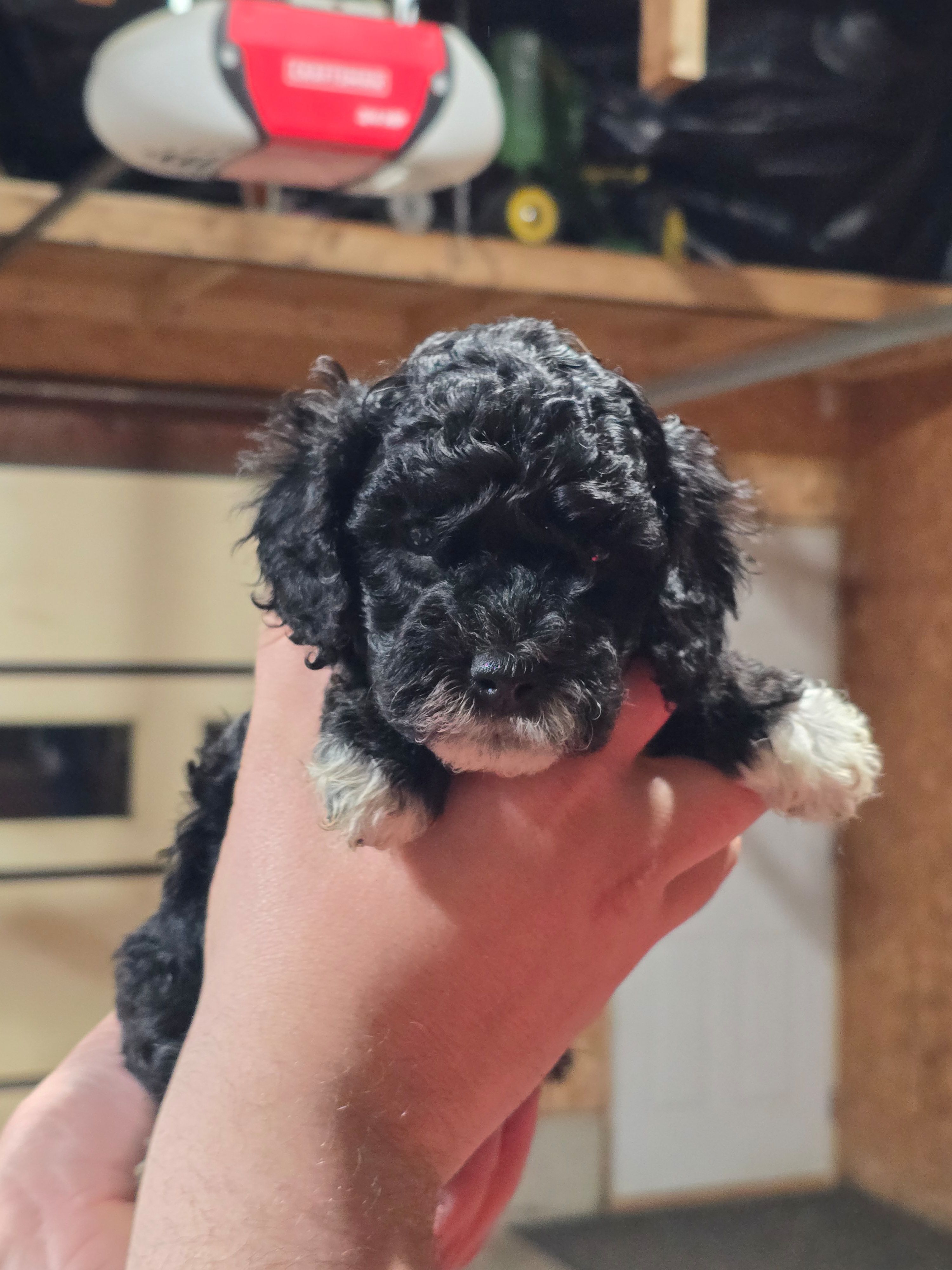 DAWN – Cockapoo puppy for sale in Worthington, MN