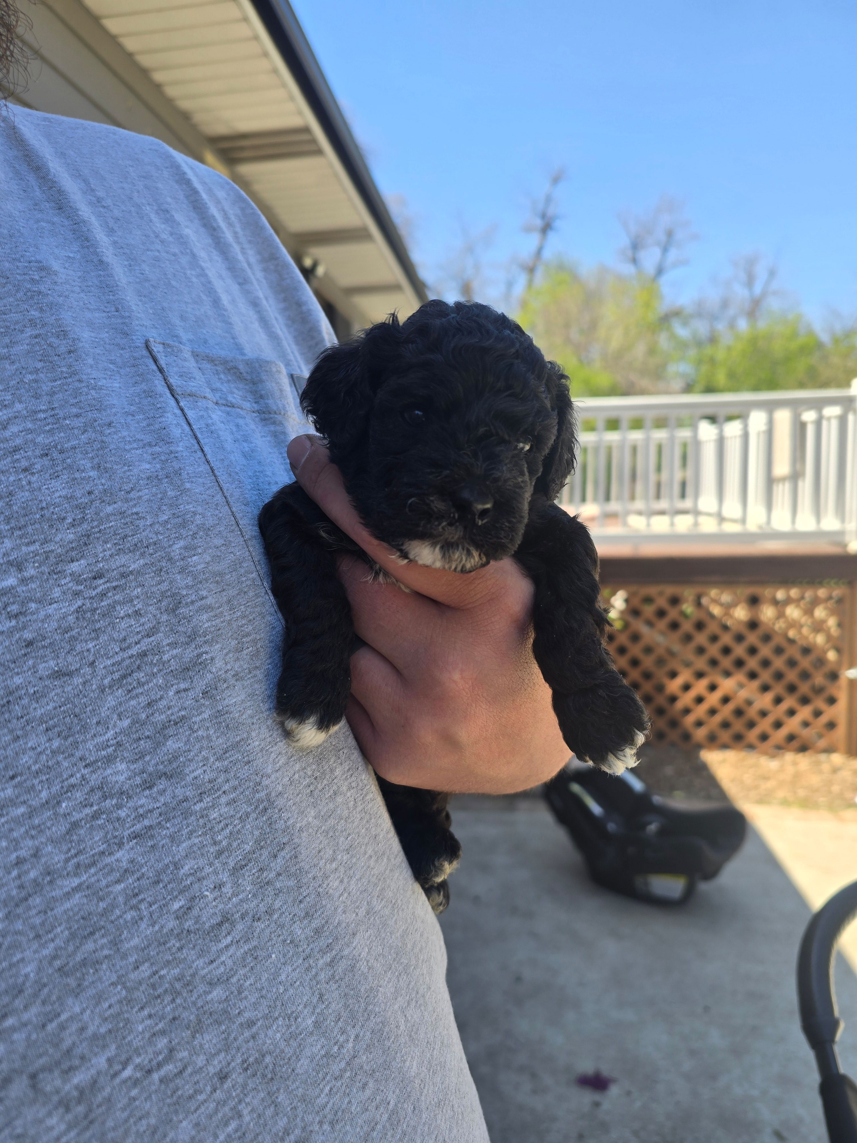 DEX – Cockapoo puppy for sale in Worthington, MN