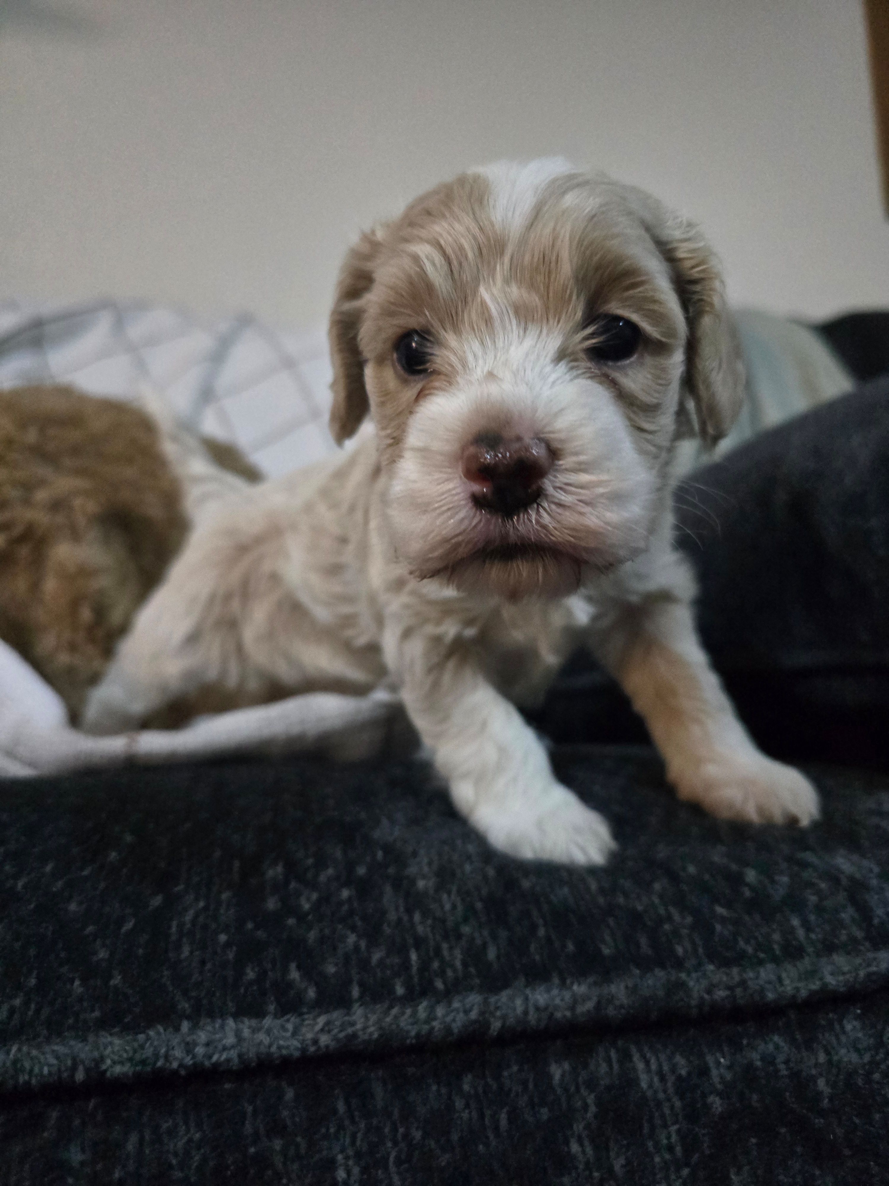 HONEY – Cockapoo puppy for sale in Worthington, MN