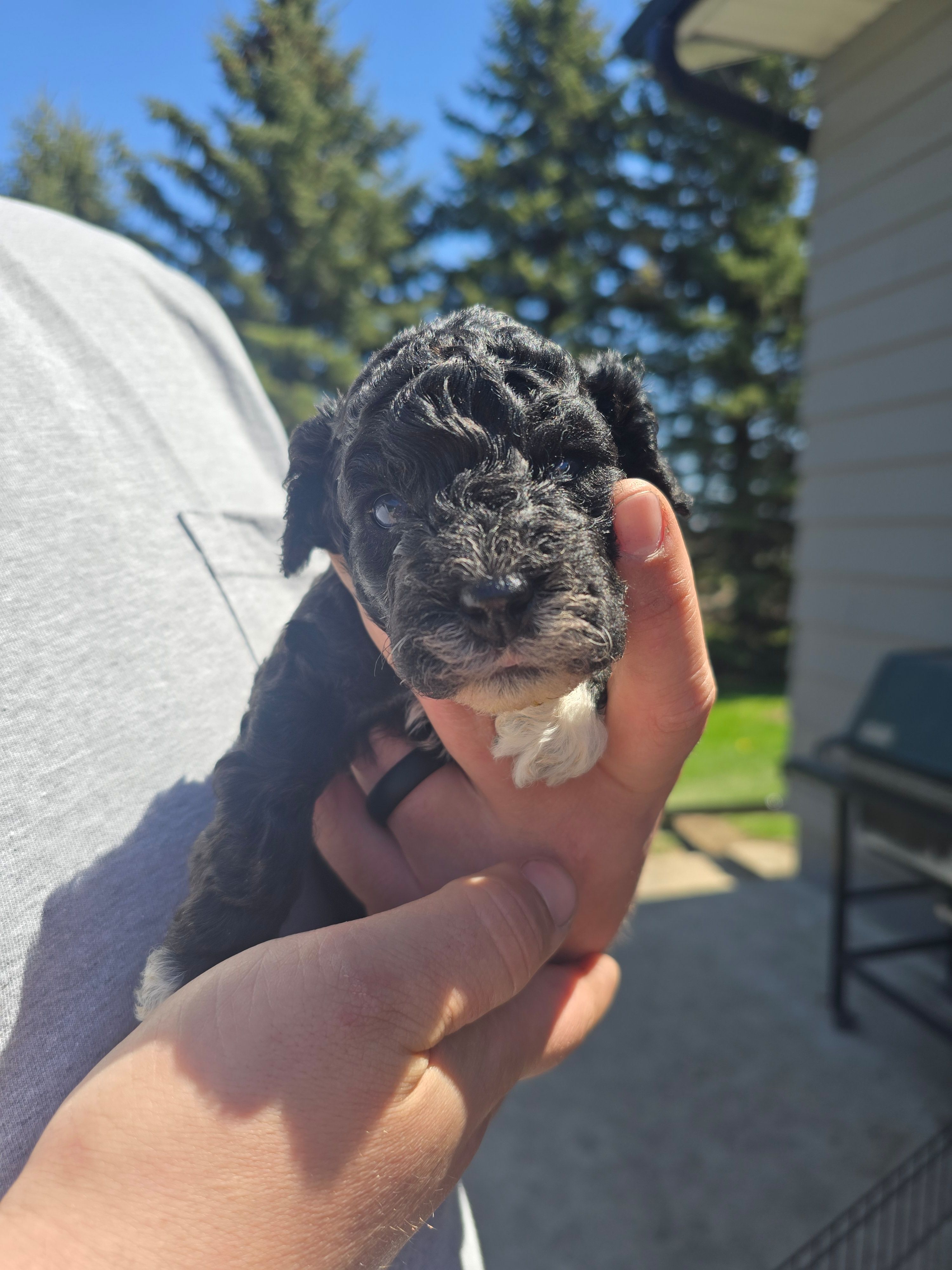 DAWN – Cockapoo puppy for sale in Worthington, MN